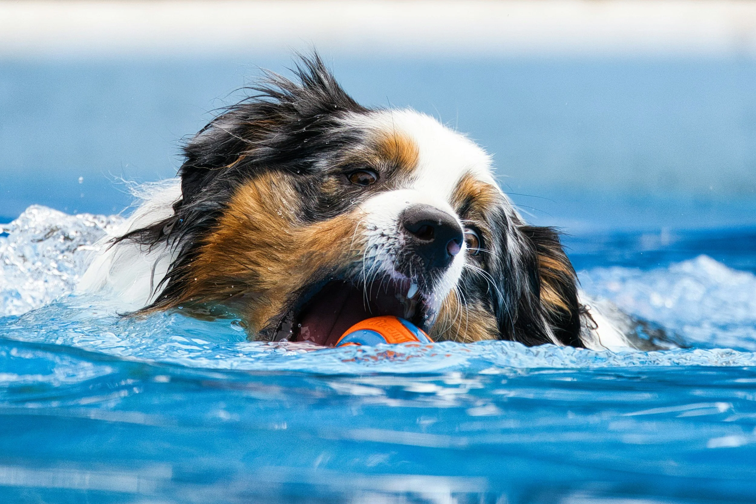 Pup Party at Ocean Breeze Waterpark