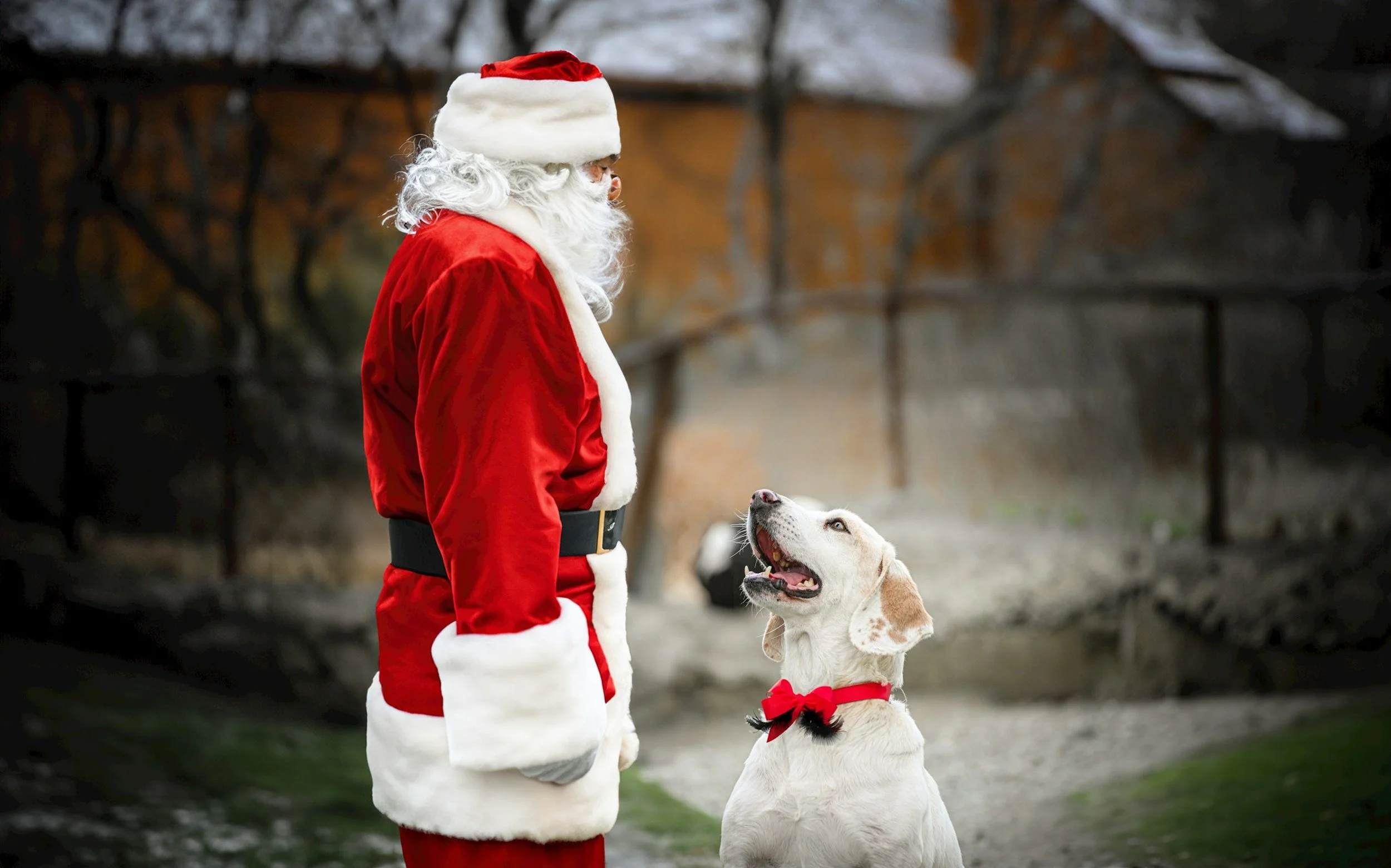 Arthritis Foundation Jingle Bell Run (Dog Friendly!)