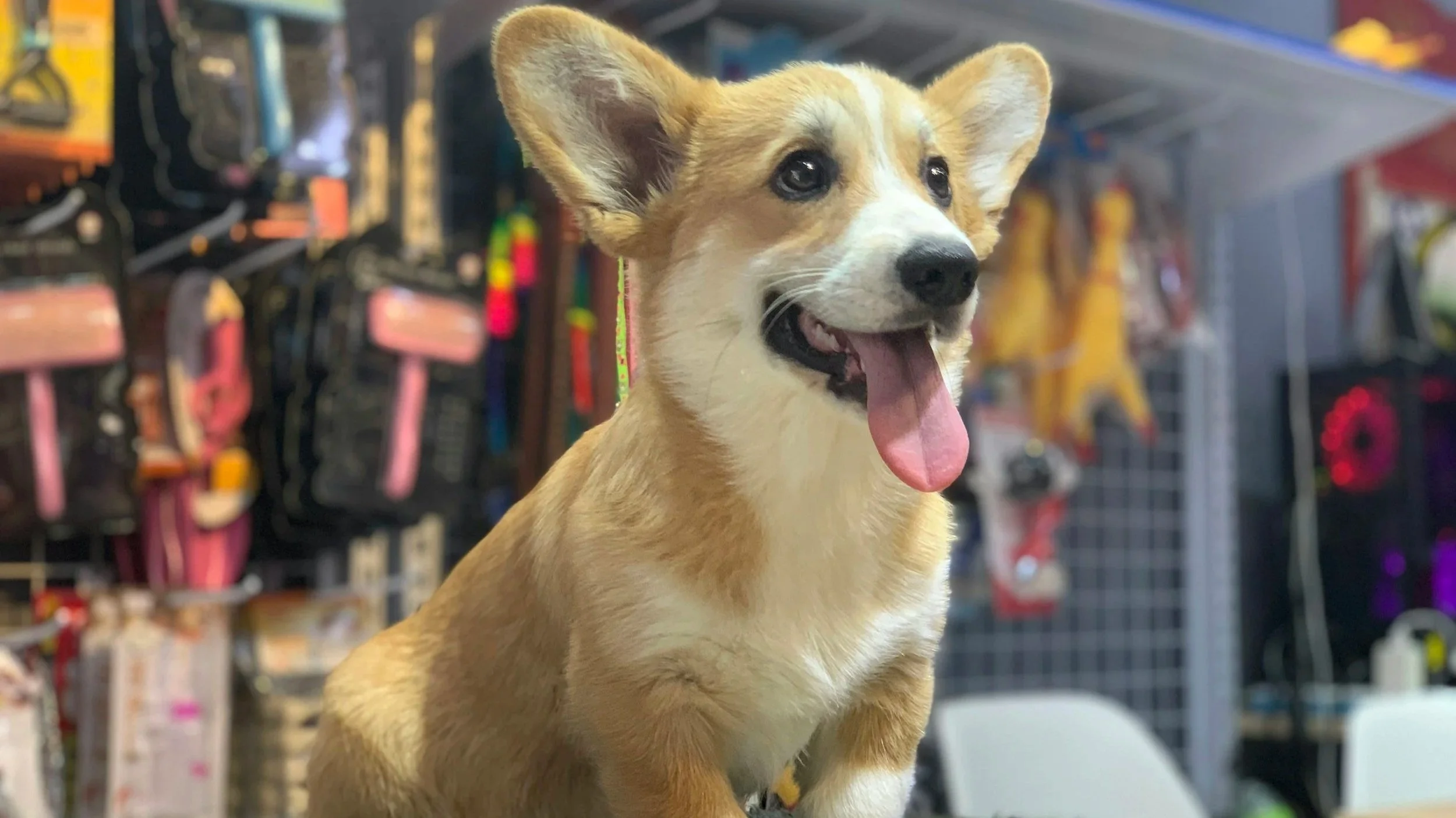Tractor Supply Animal Days Returns to Hampton Roads with a Weekend Pawty for Pet Lovers
