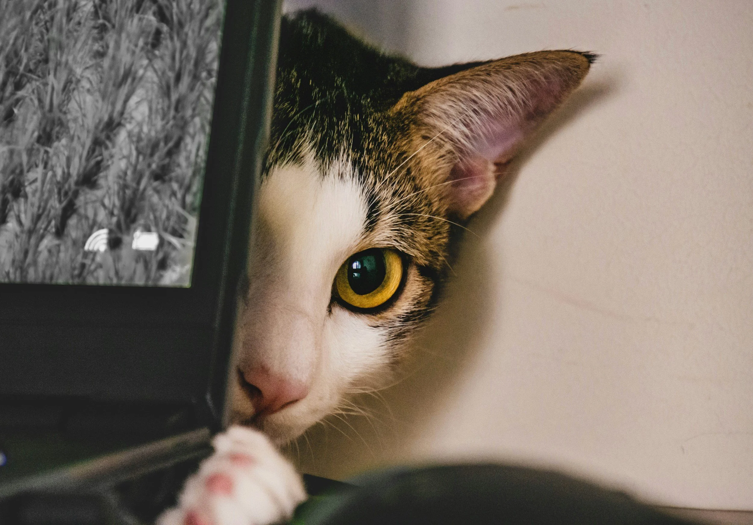 CatVideoFest at the NARO