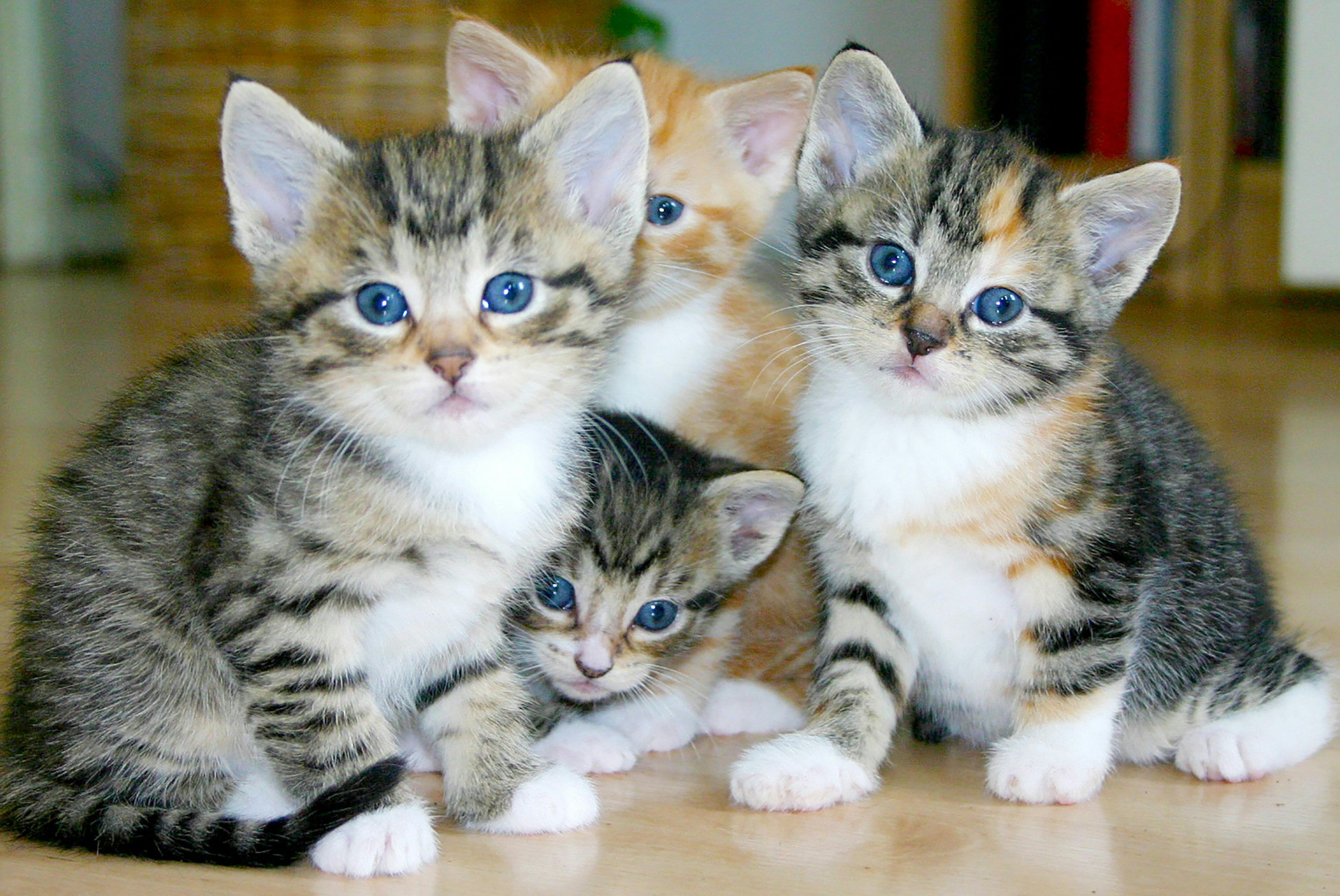 Kittenpalooza at Catnip Cat Cafe