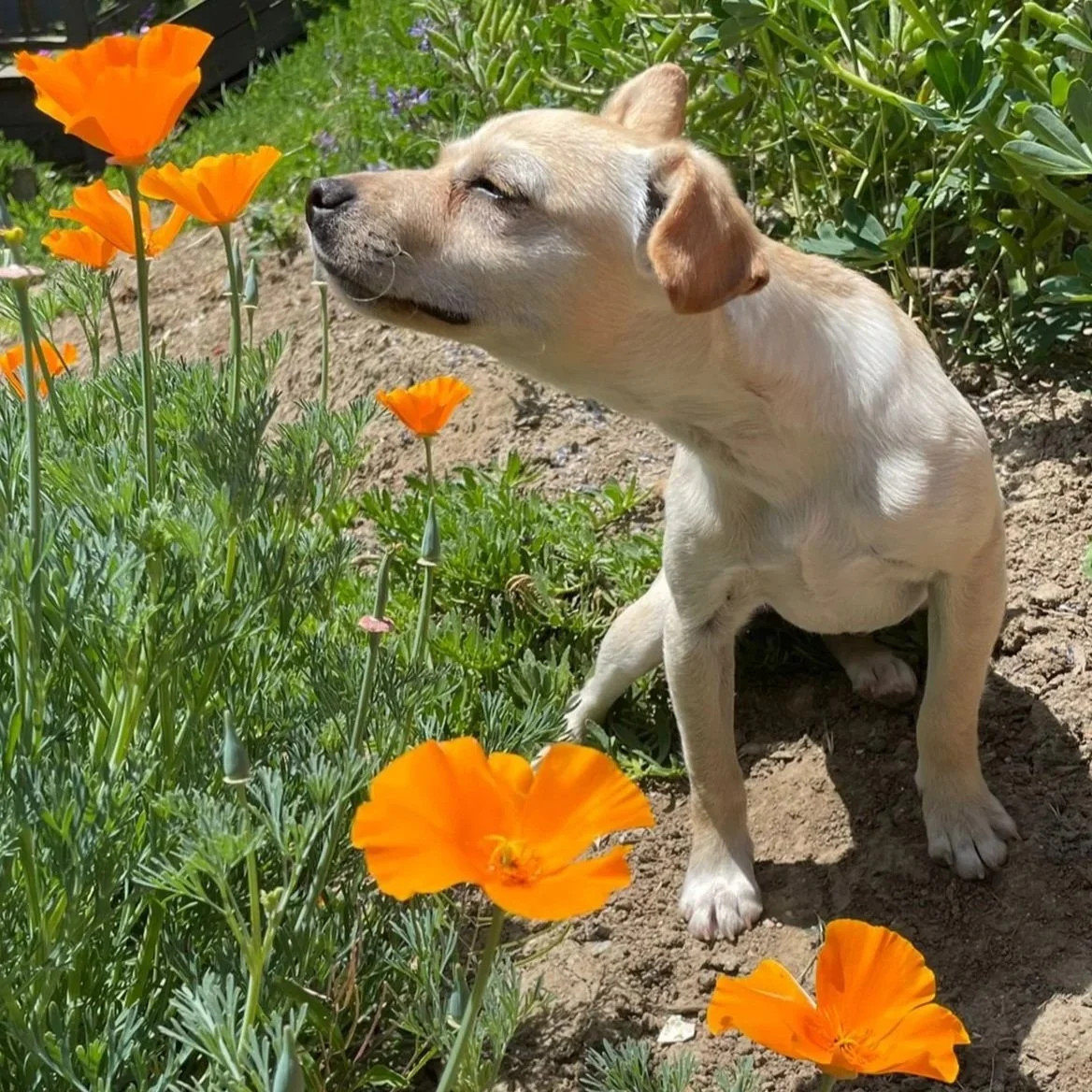 Poppy girl