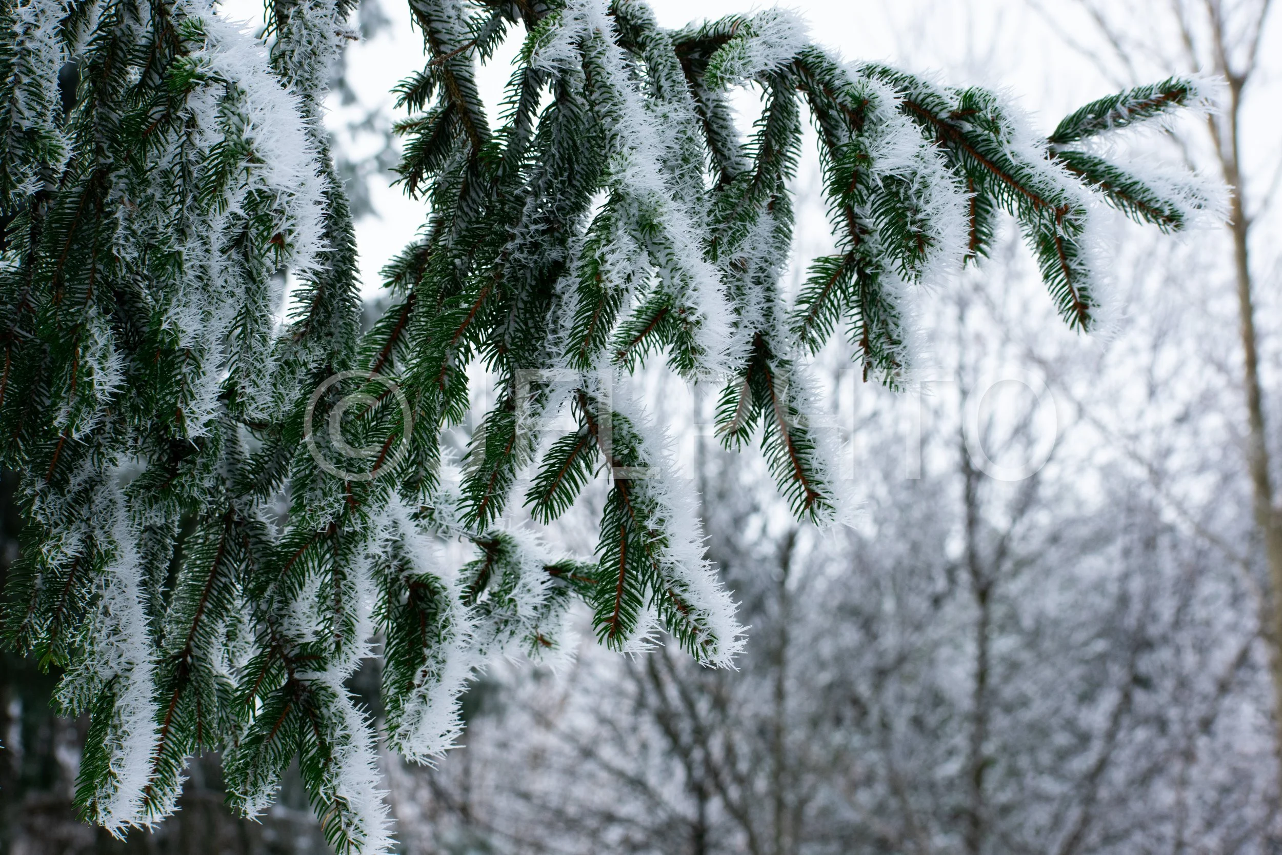 DSC_0474.jpg