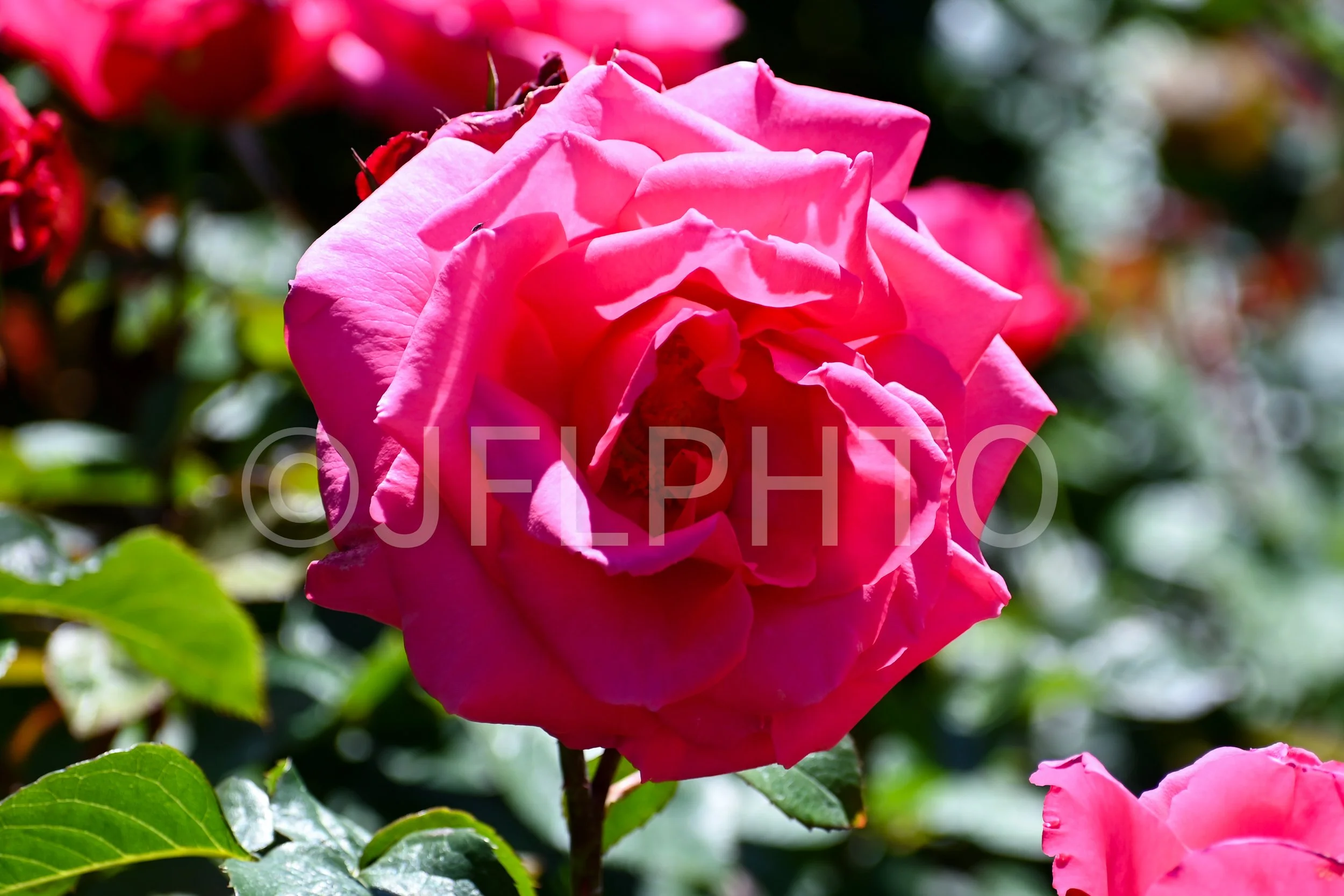 DSC_6959.jpg