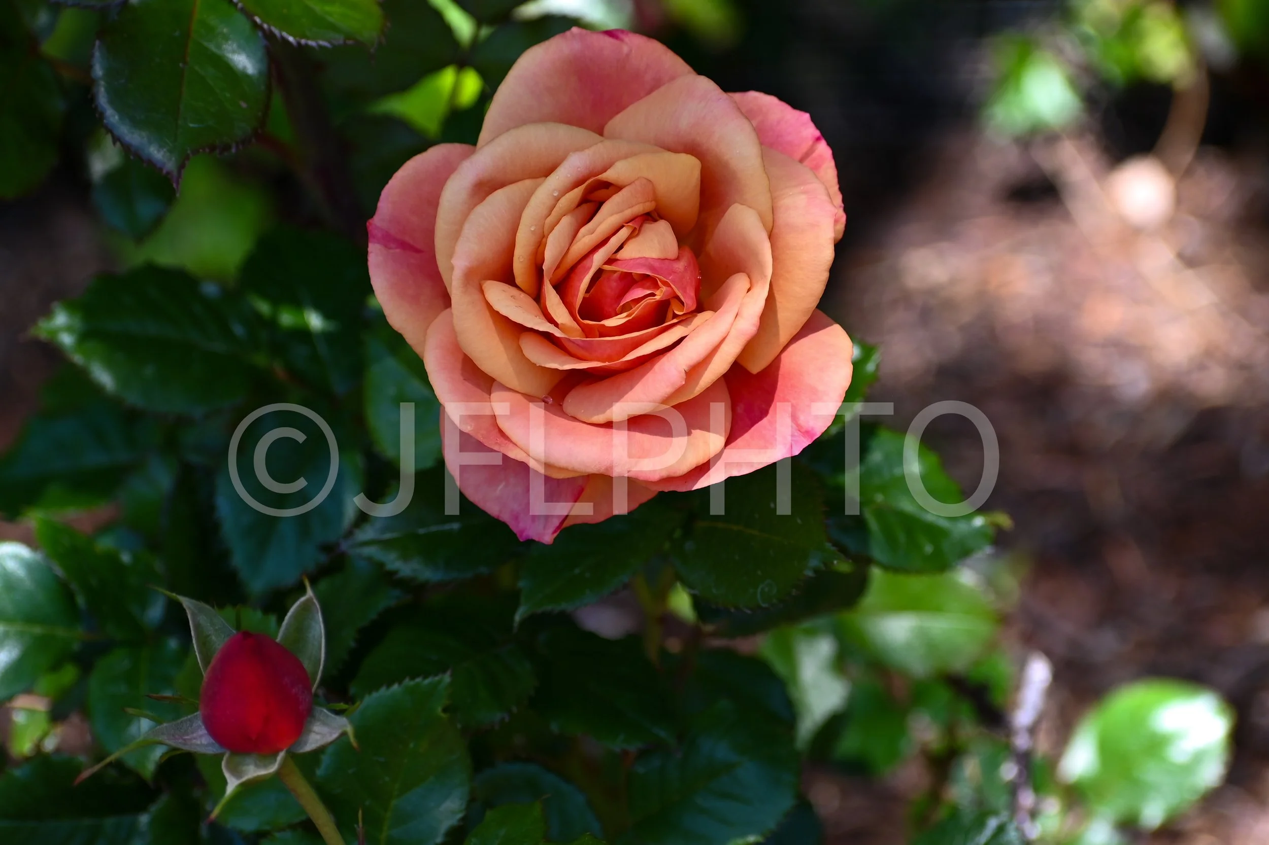 DSC_6968.jpg