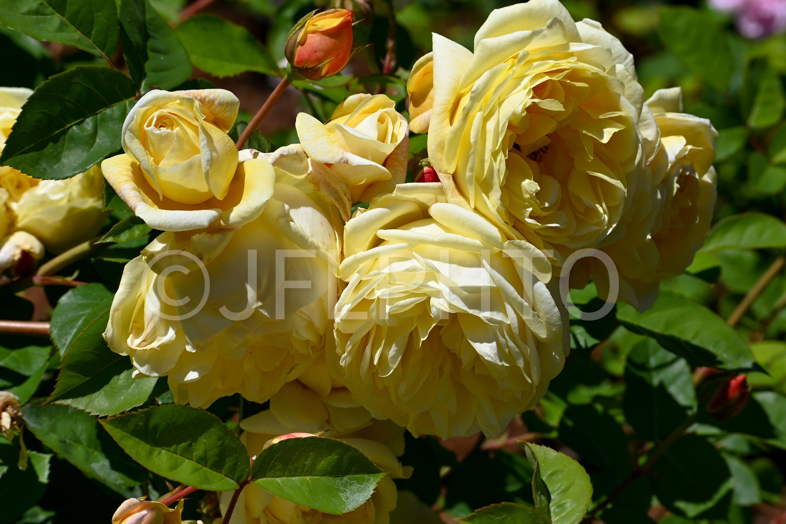 DSC_6932.jpg