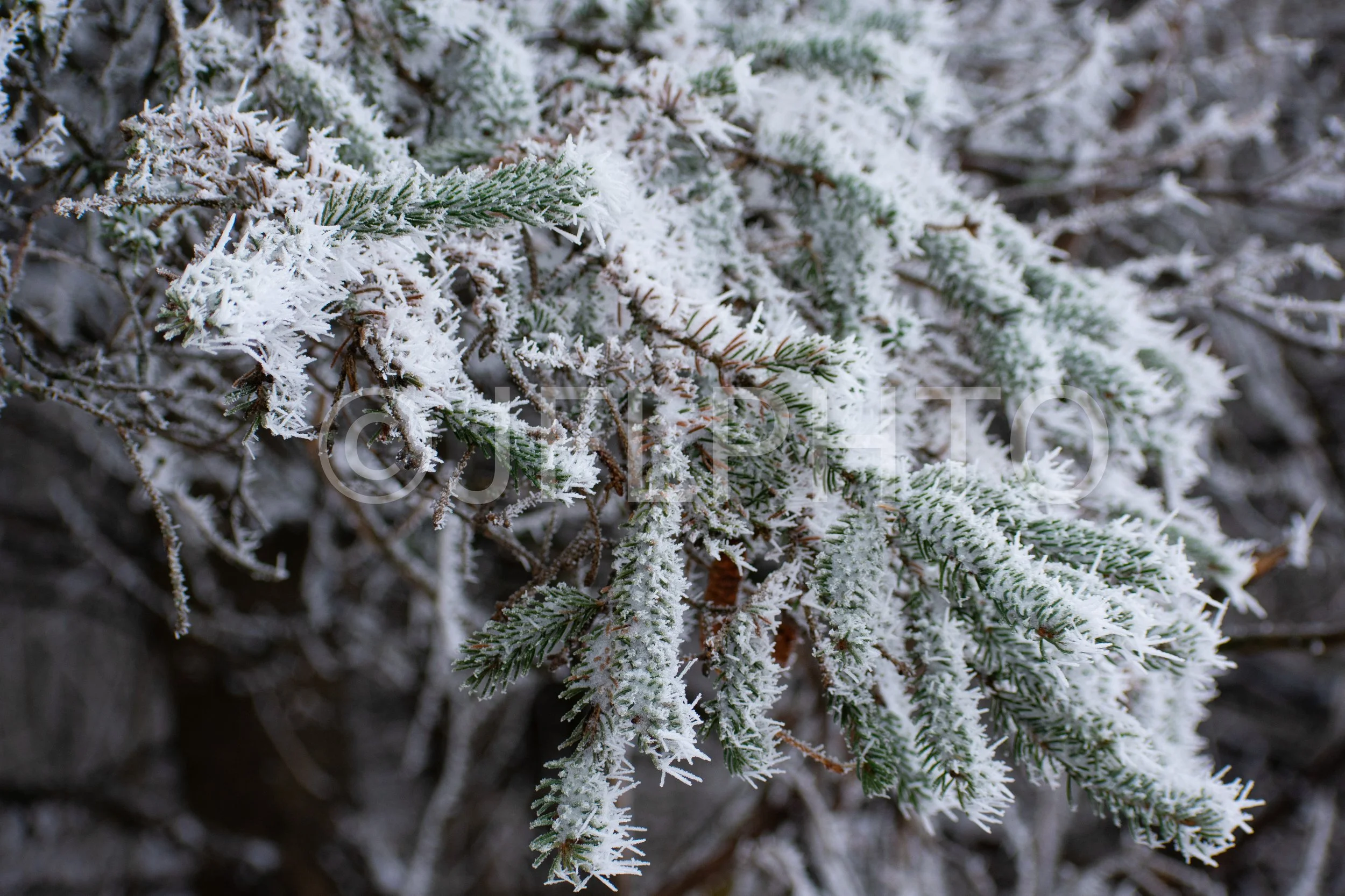 DSC_0522.jpg