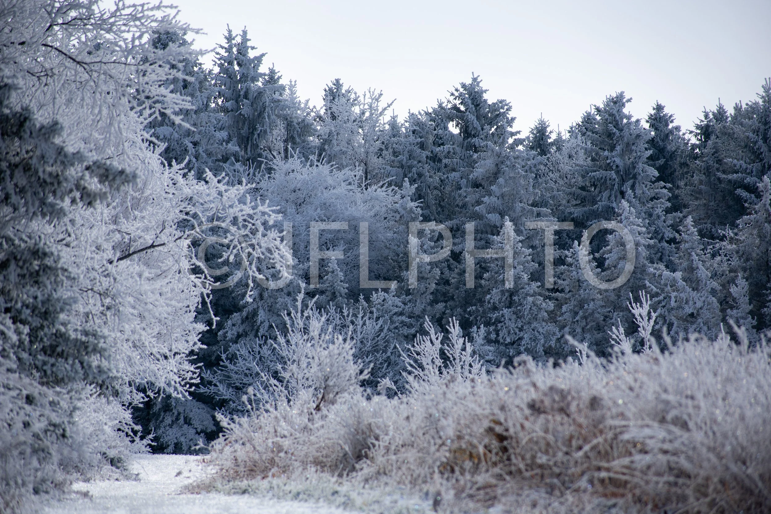 DSC_0560.jpg