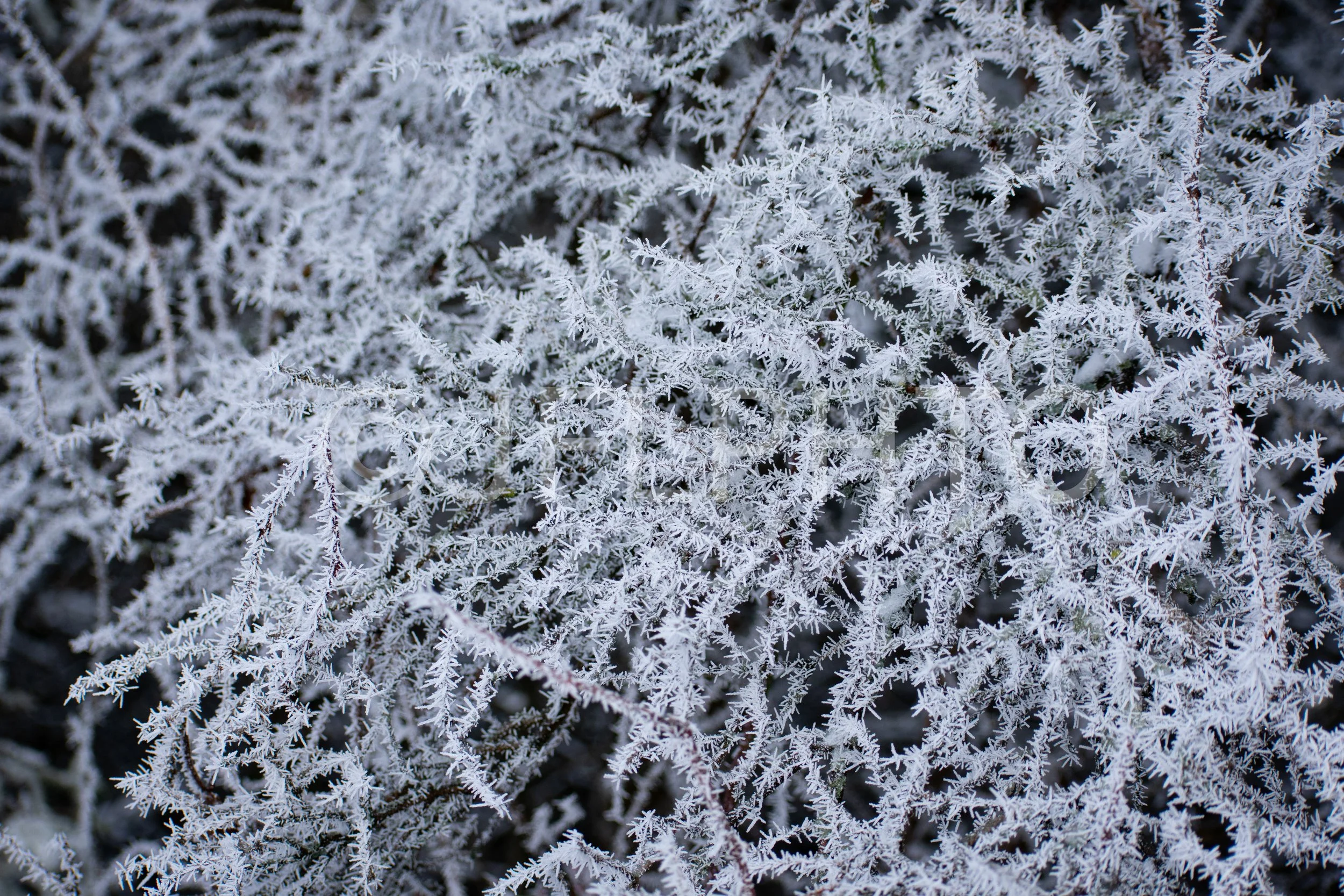 DSC_0559.jpg