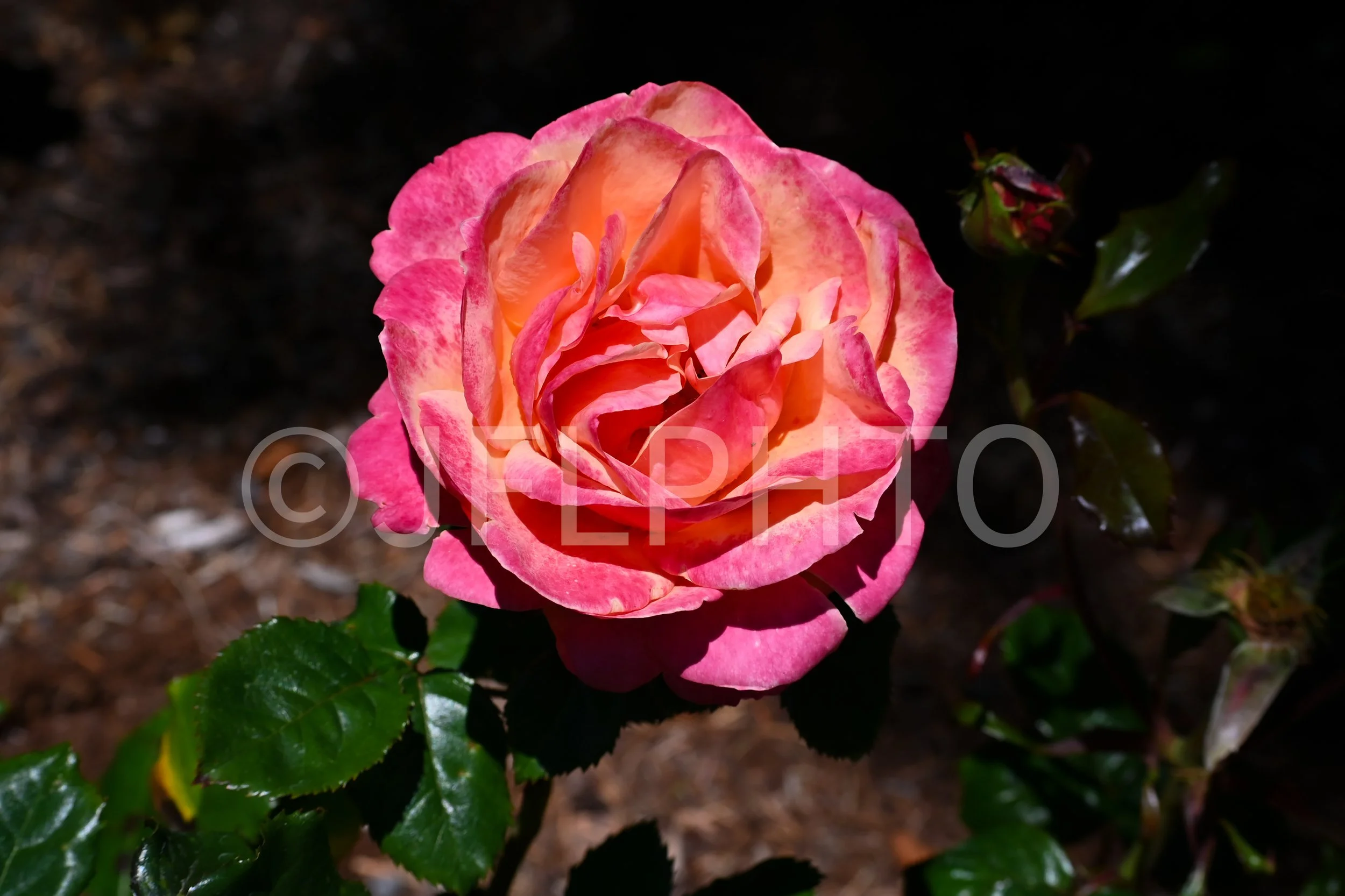 DSC_6966.jpg