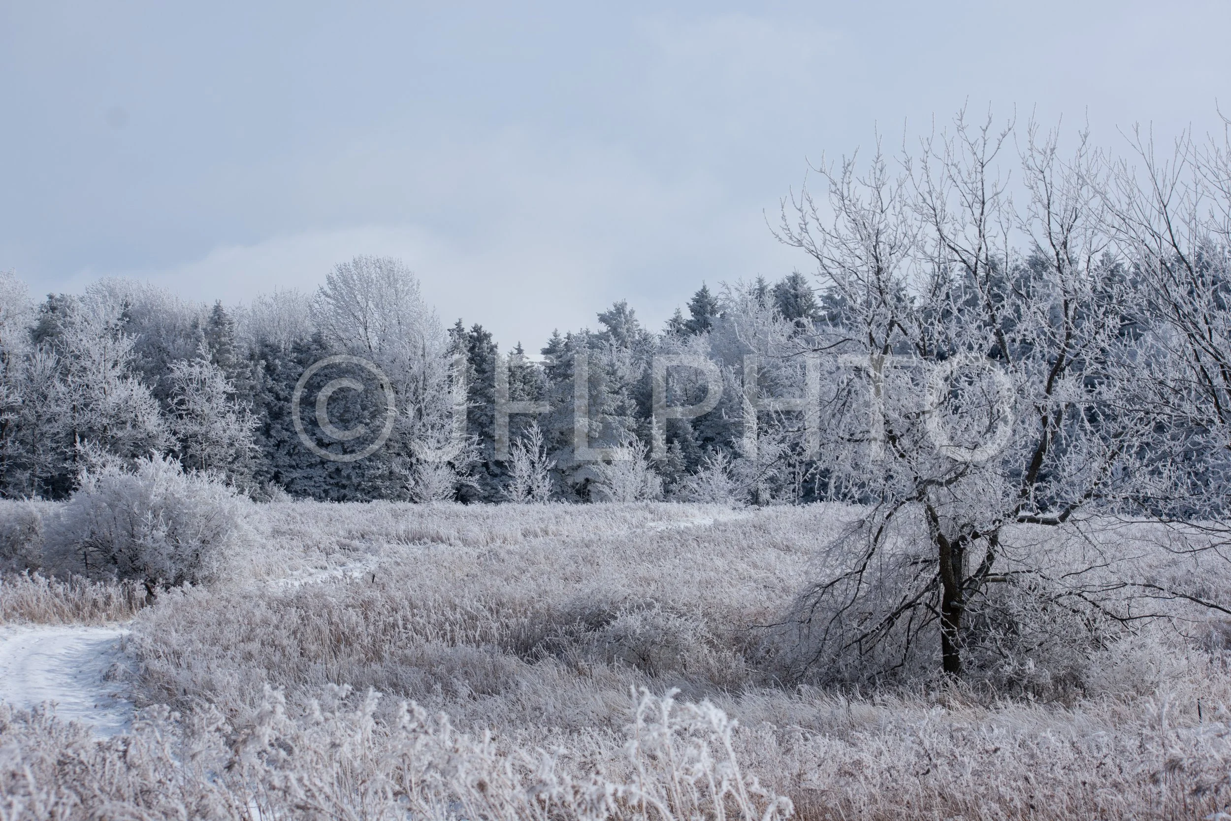 DSC_0600.jpg