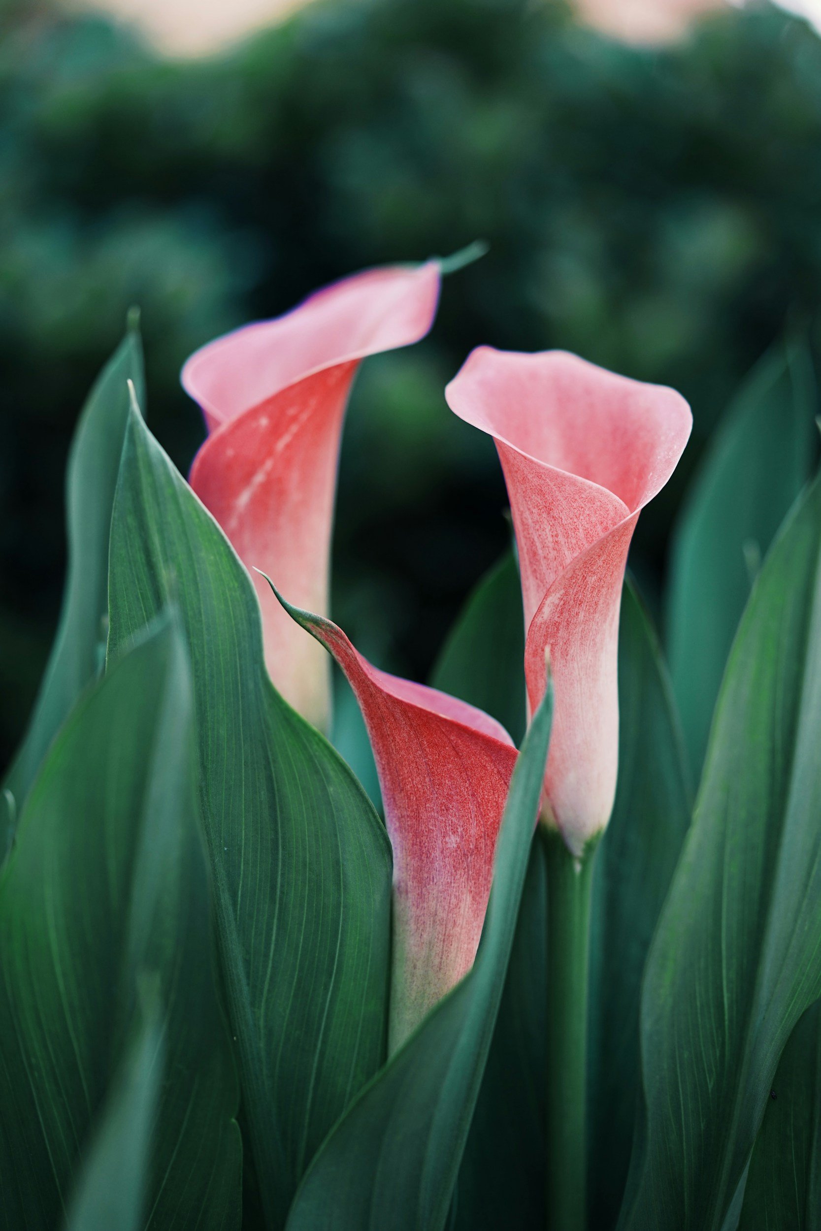 Dr Kafa Lee - Menopause - Flowers
