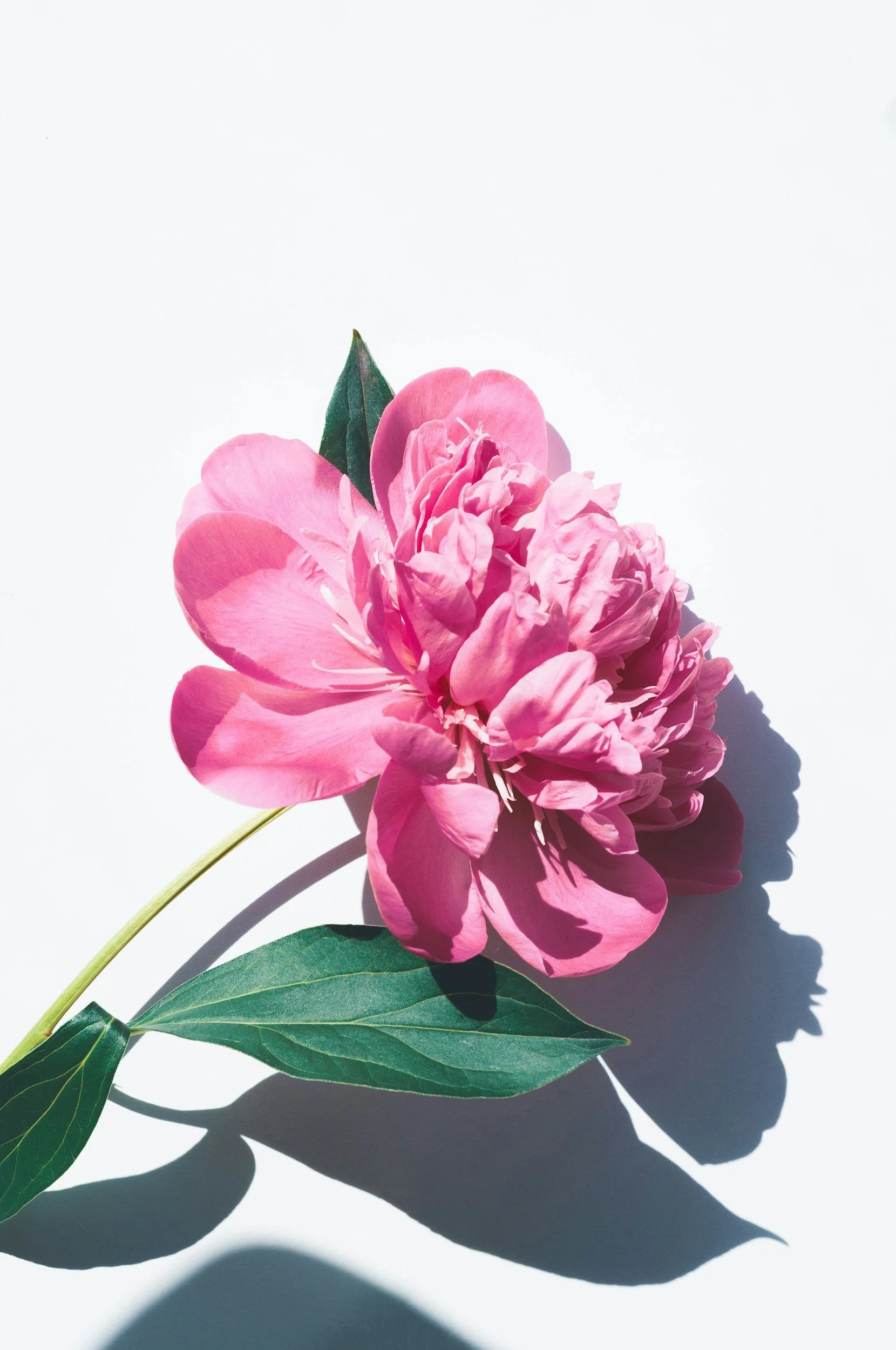 Dr Kafa Lee - PMDD Flowers