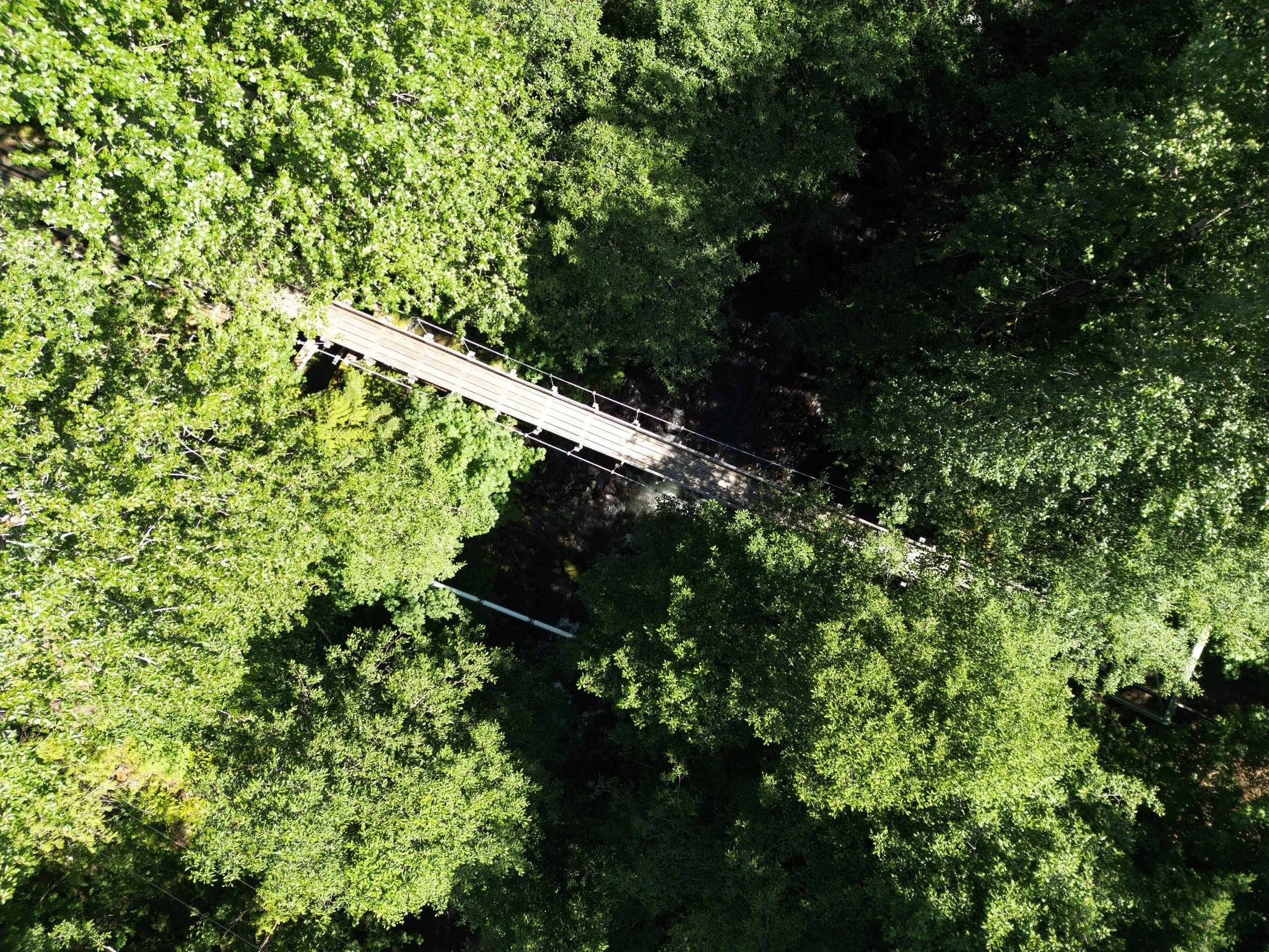 Overhead view of dense green forest with a wooden bridge crossing through the trees.