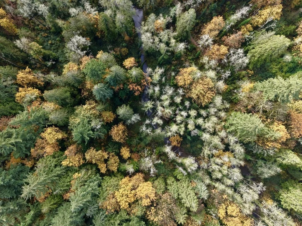 An aerial view of a dense forest with trees in various shades of green, yellow, orange, and white, indicating a mix of deciduous and evergreen trees.