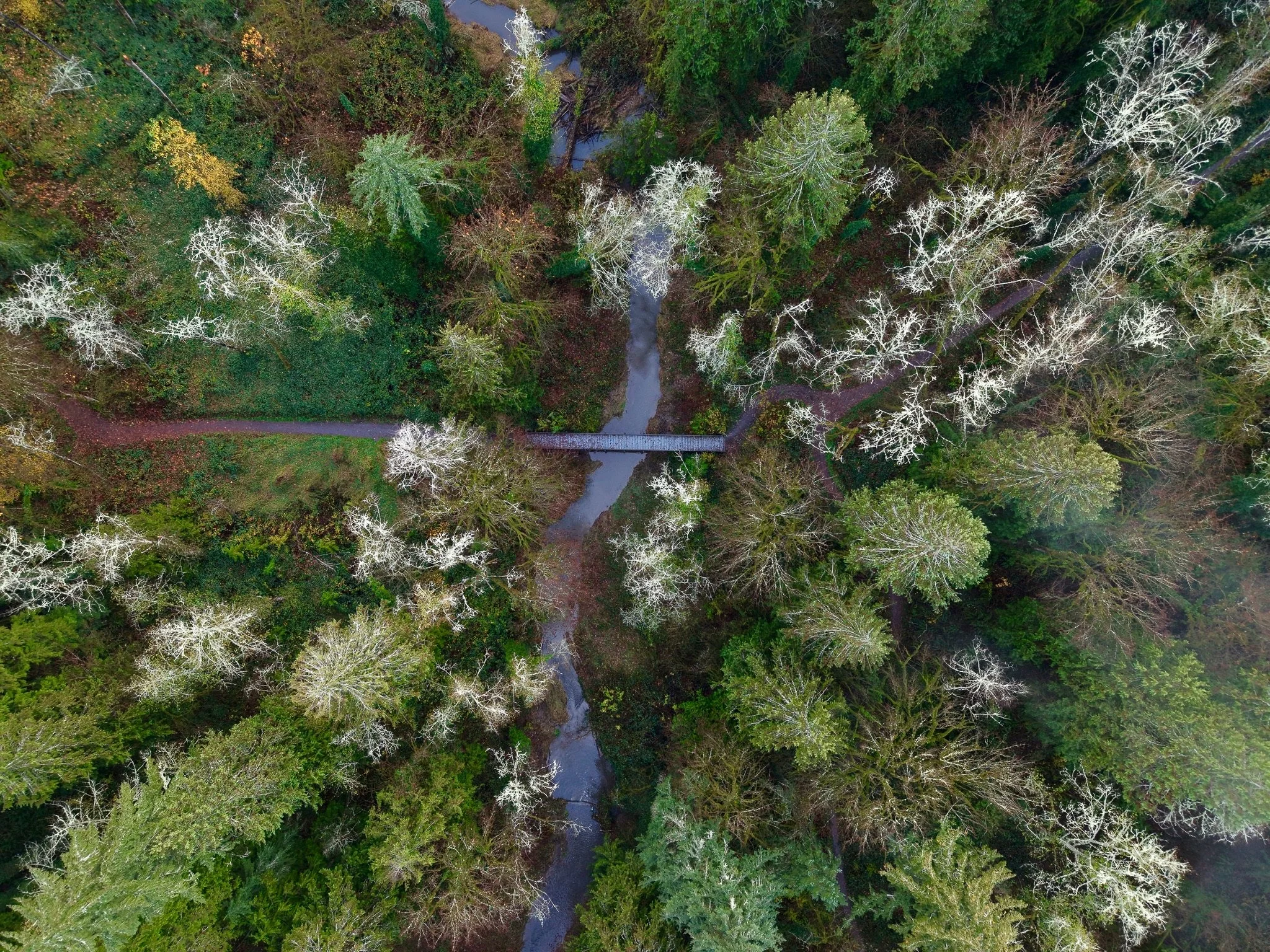 An aerial view of a forest with tall trees, a small river running through, and a bridge crossing over the river.