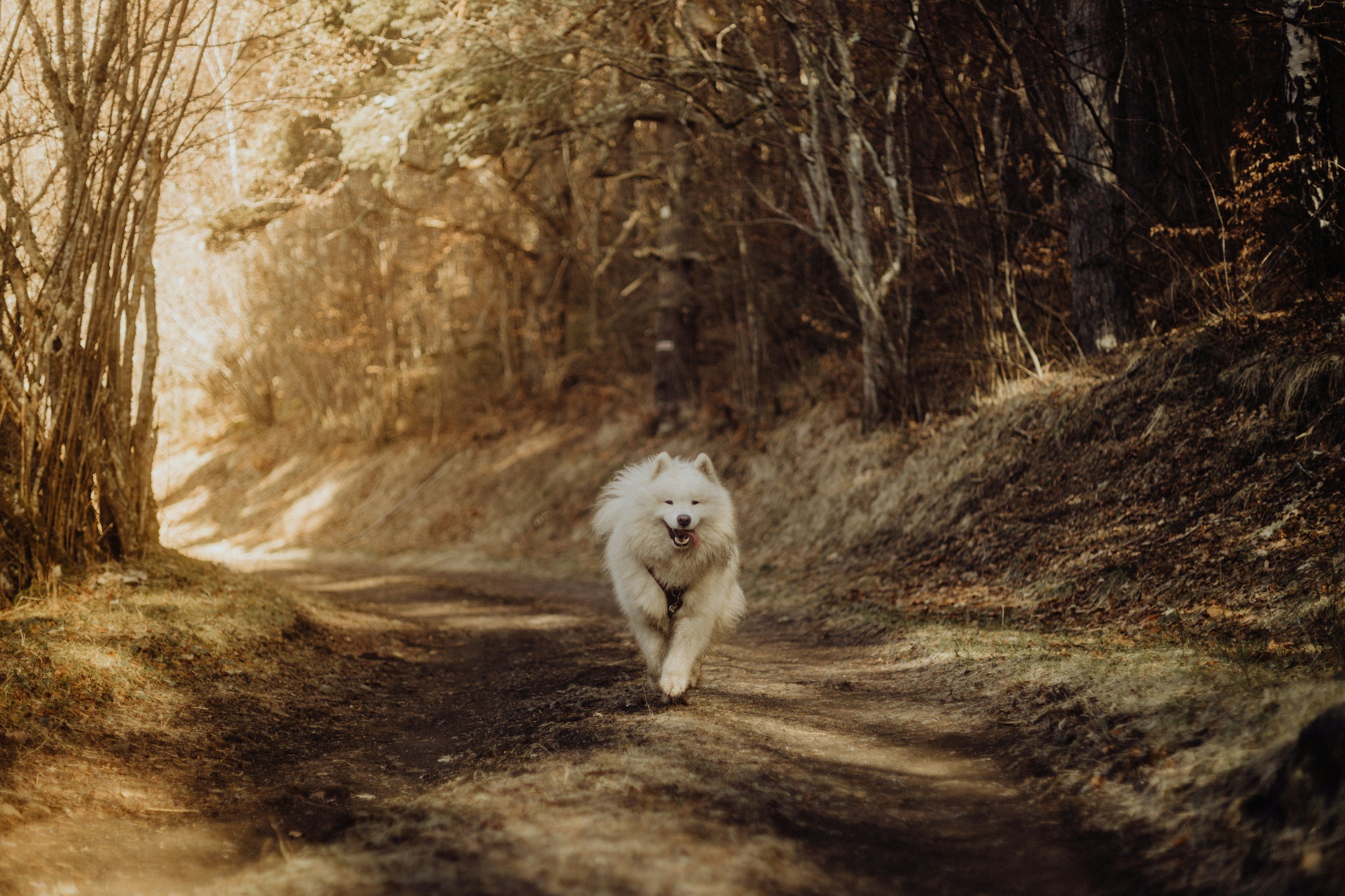 A fluffy white Samoyed dog running on a dirt path through a forest with tall trees and autumn leaves.
