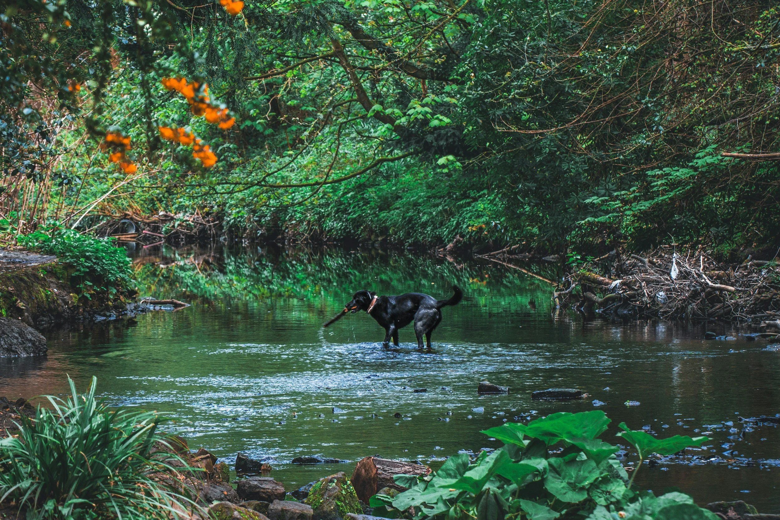 A black dog playing in a shallow creek surrounded by lush green trees and plants.