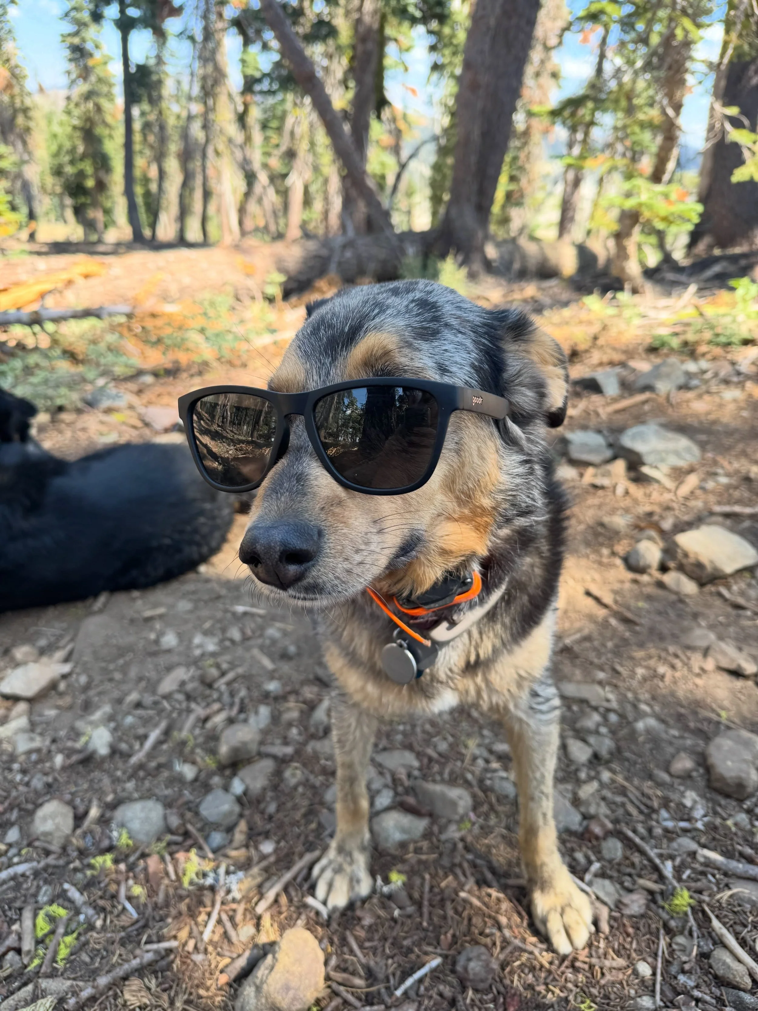 Wishing everyone a great weekend!  DM for discounts on boarding and training in the Reno-Tahoe Area.
#renodogtraining #tahoedoglife #renodogs #renodog