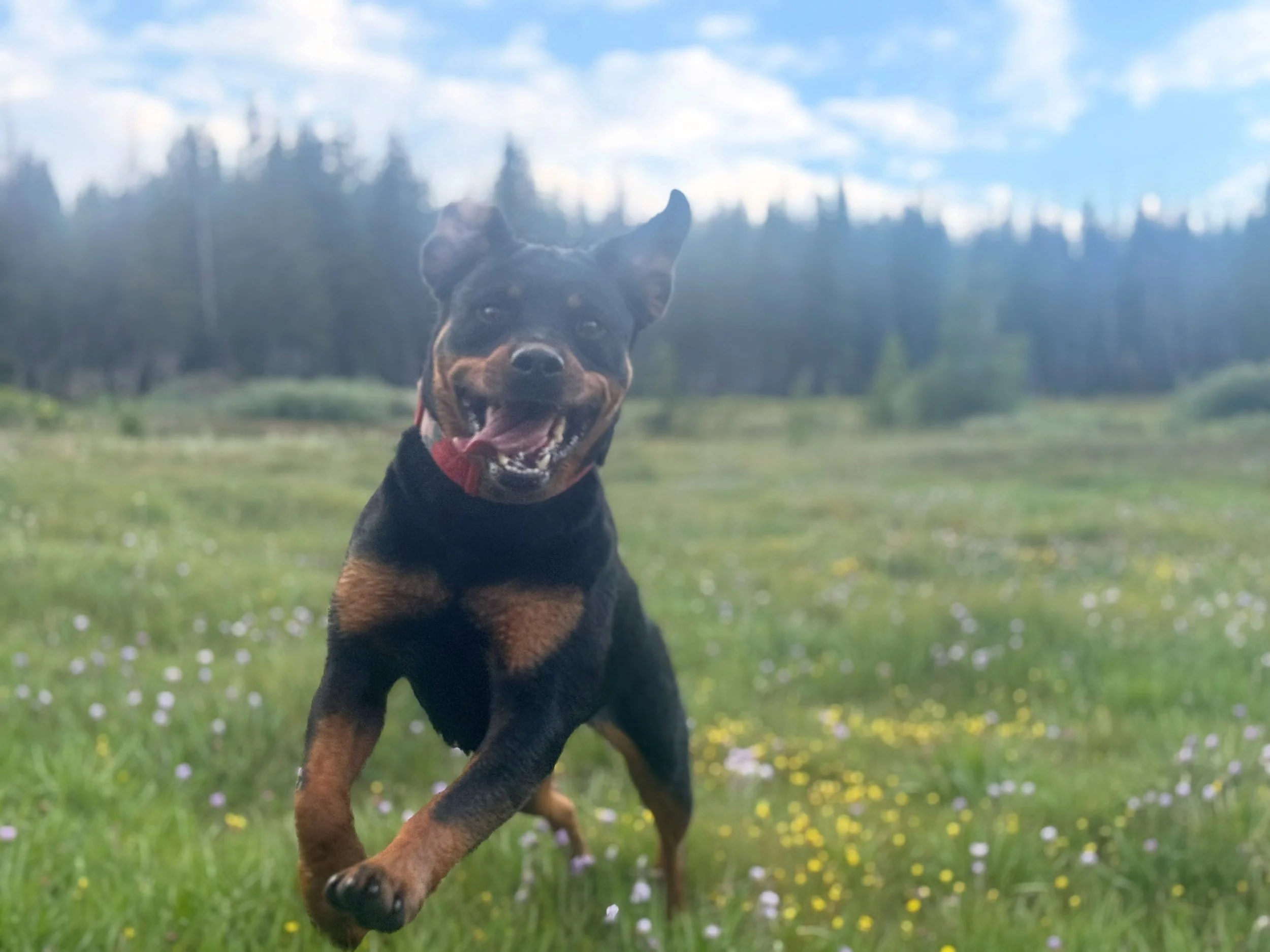 Dogs that fall under the &ldquo;working dog category&rdquo; need more than your average dog and more than your average Joe can provide. They have been bred to fulfill a specific purpose and without purpose they will find one&hellip;&hellip;.which can