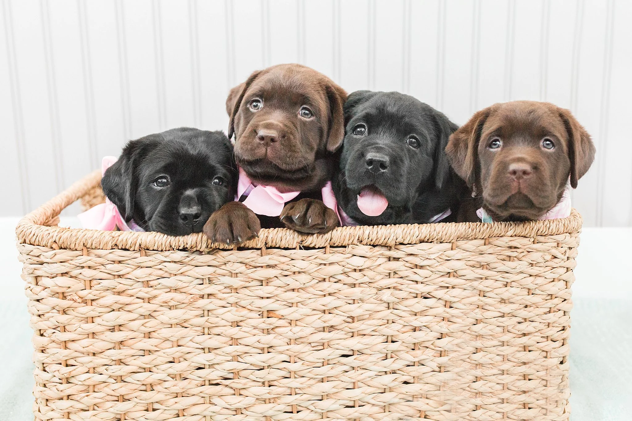 Puppy Preschool + Board + Train 6 Week Program