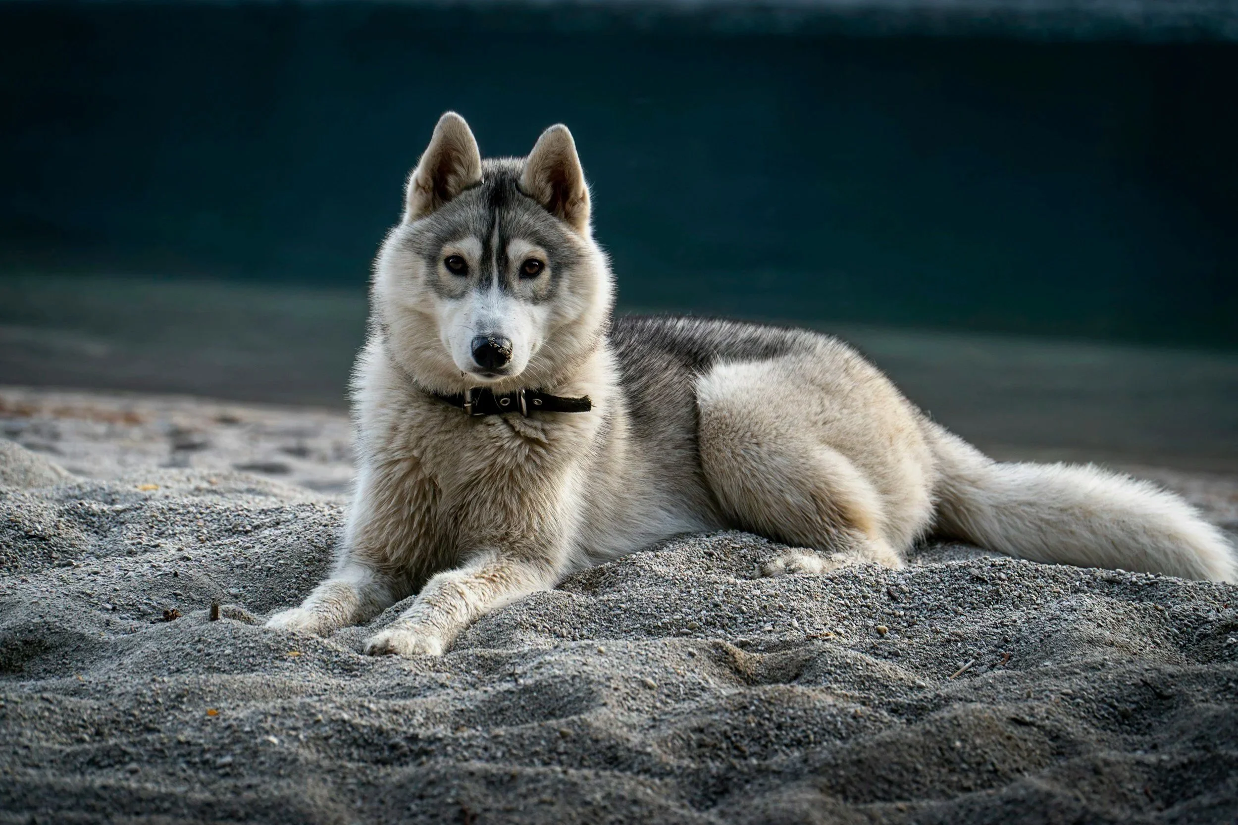 A Siberian Husky dog lying on a sandy beach with a dark, blurry ocean in the background.