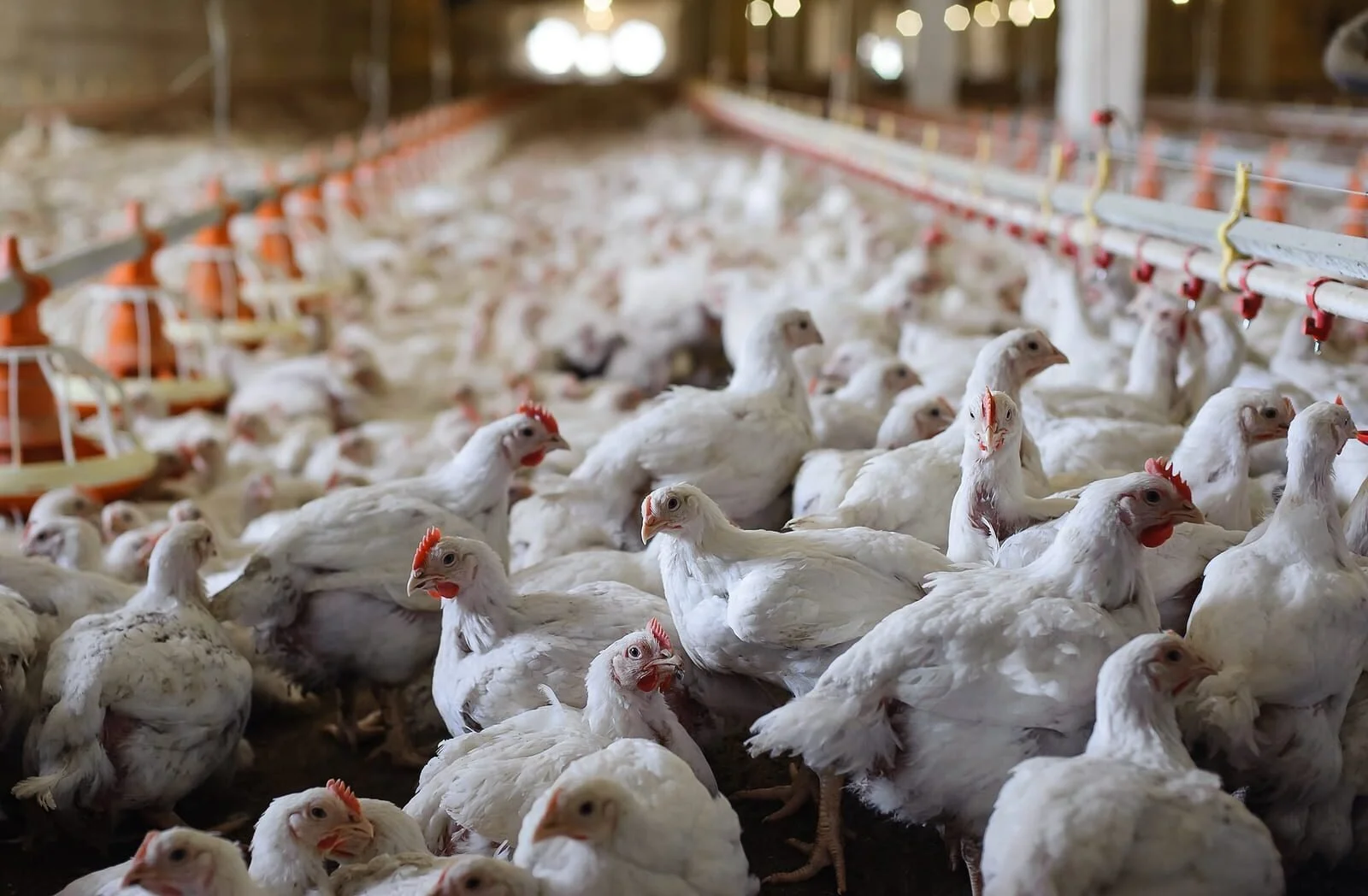 PROFILE: Avian flu devastates rural BC - The Guardian
