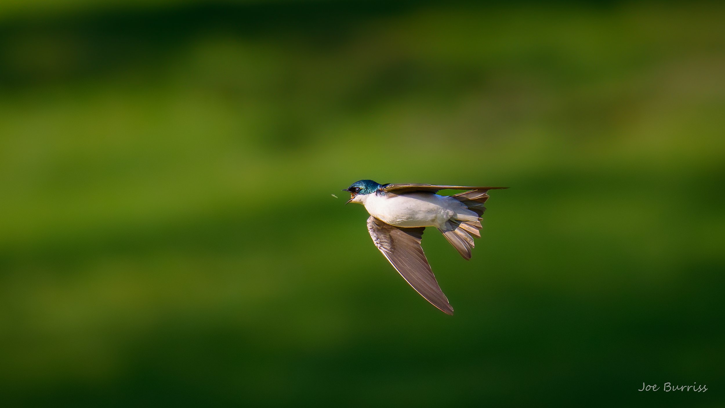 Tree Swallow