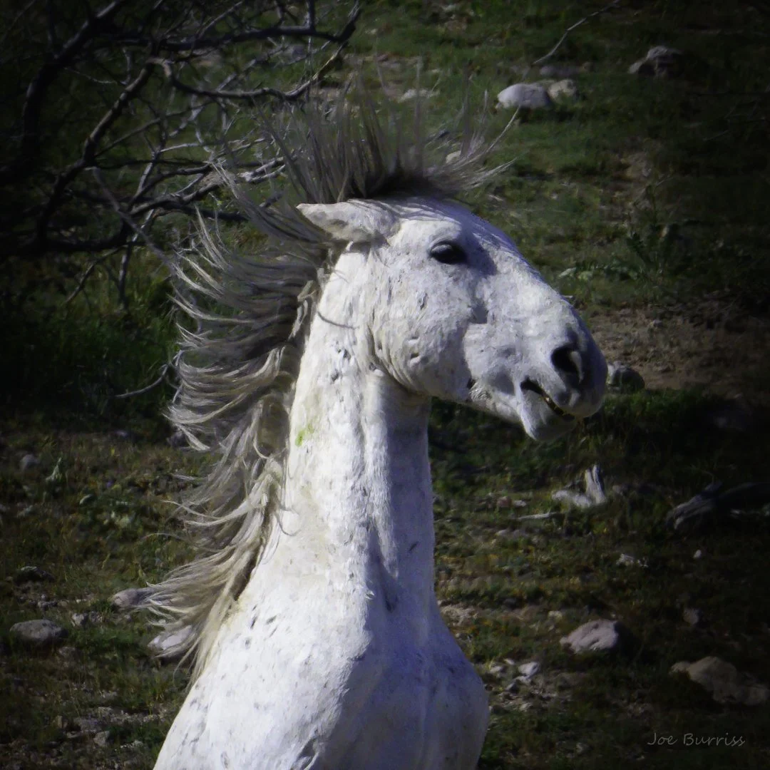 Arizona Salt River Wild Horse Portrait-1408.jpg