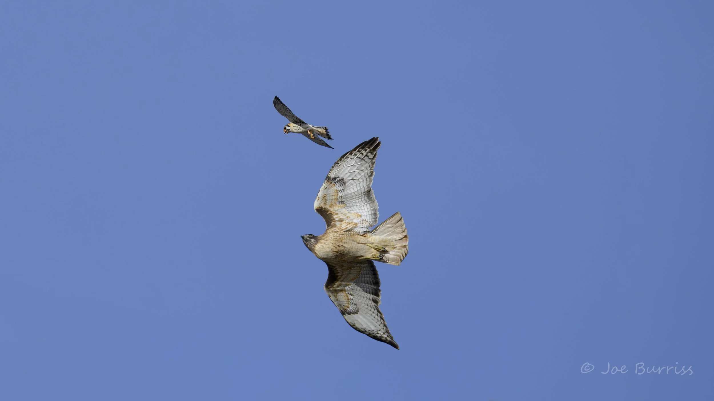Kestrel Irritating Red tail Hawk