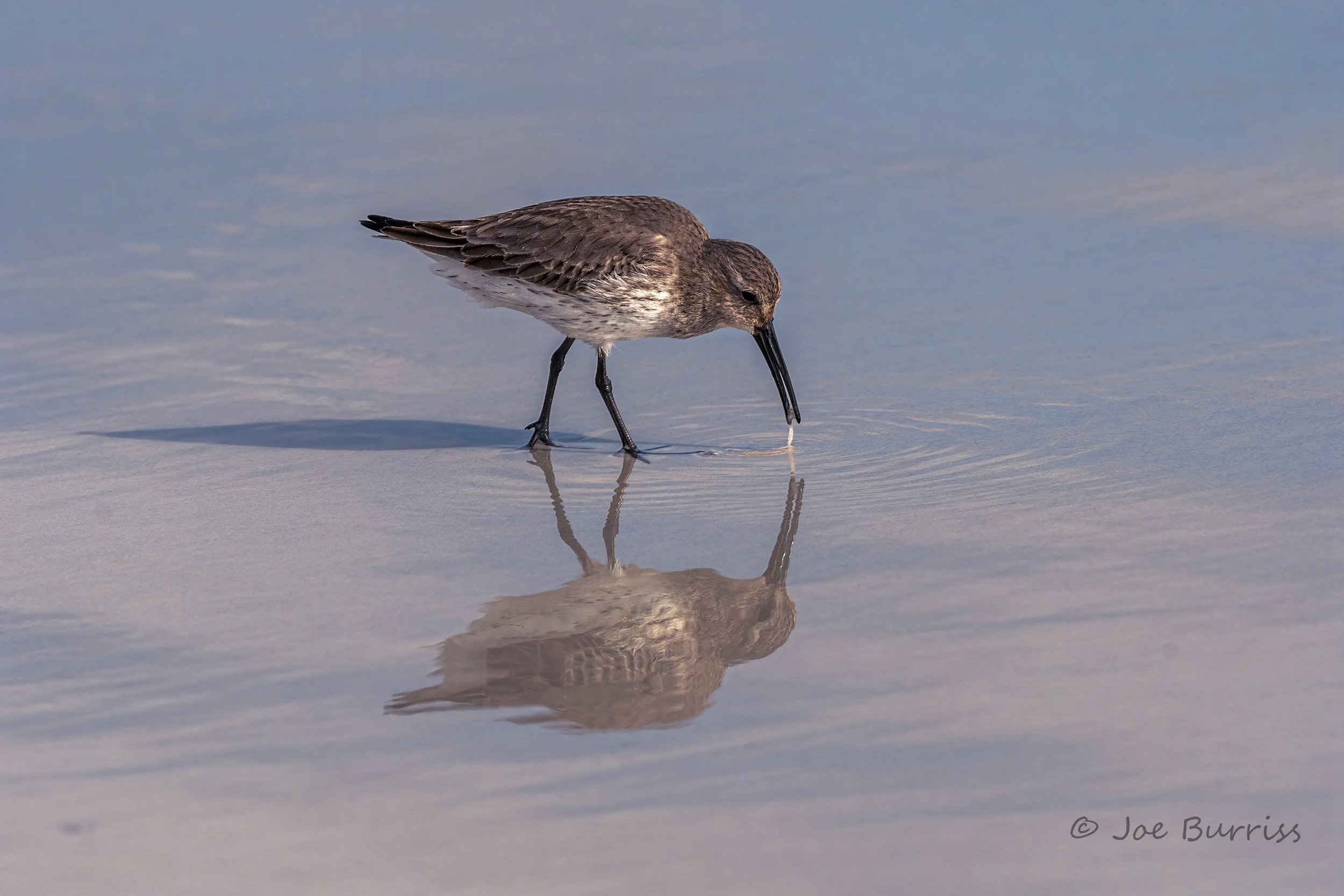 Short-billed Dowitcher