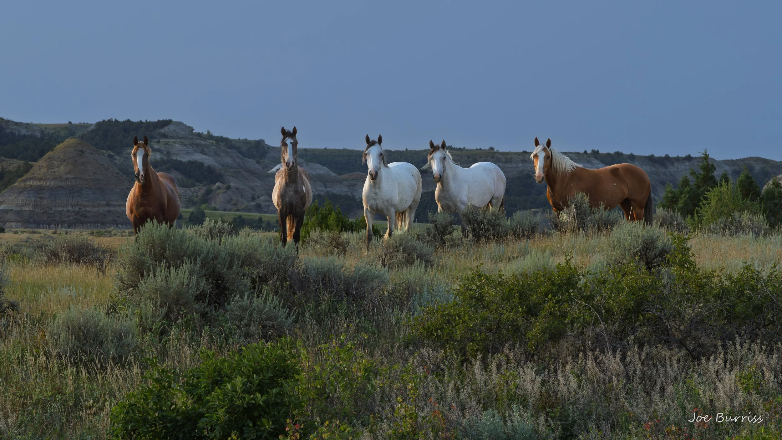 Theodore Roosevelt National Park