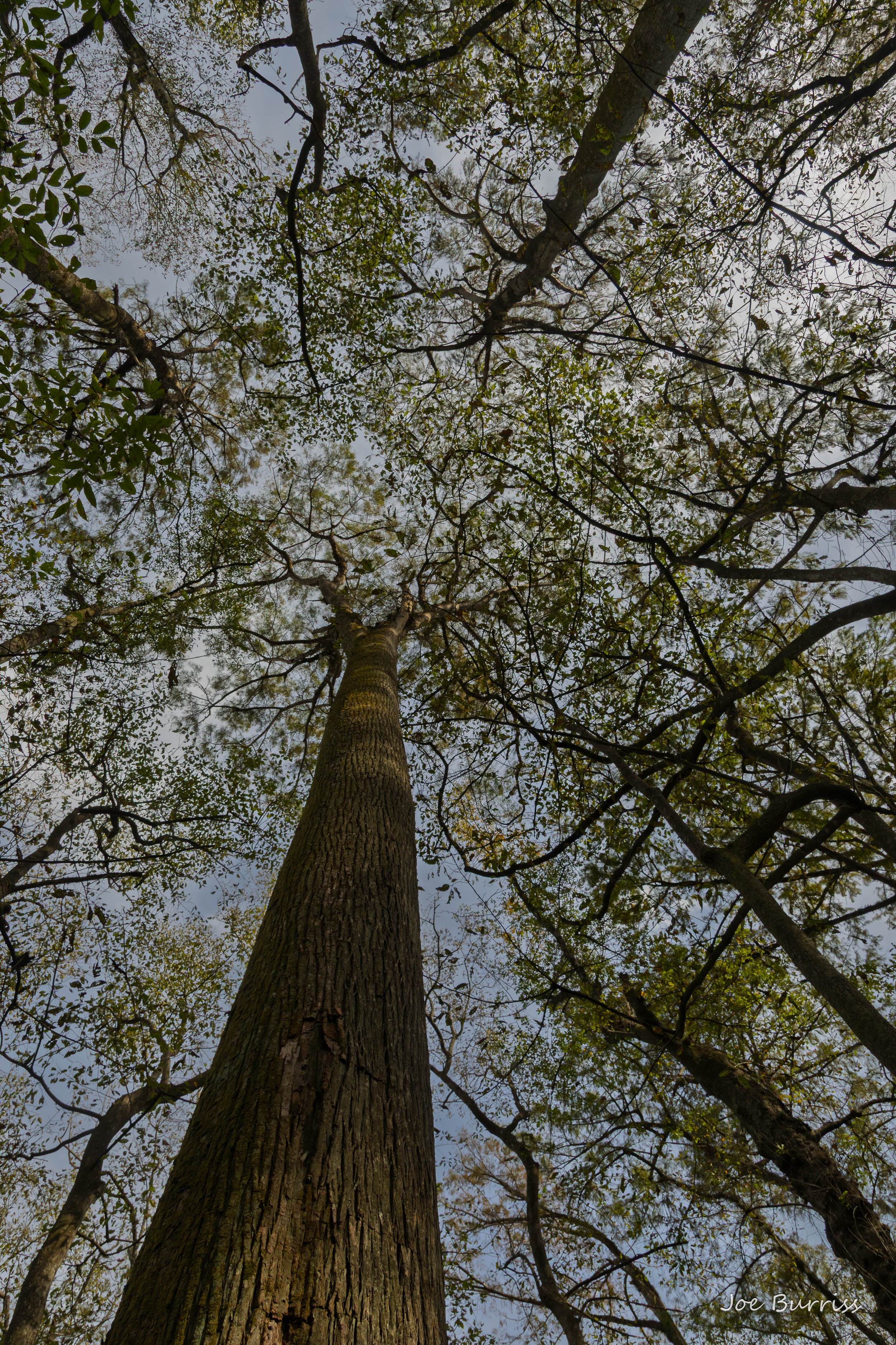 Congaree National Park