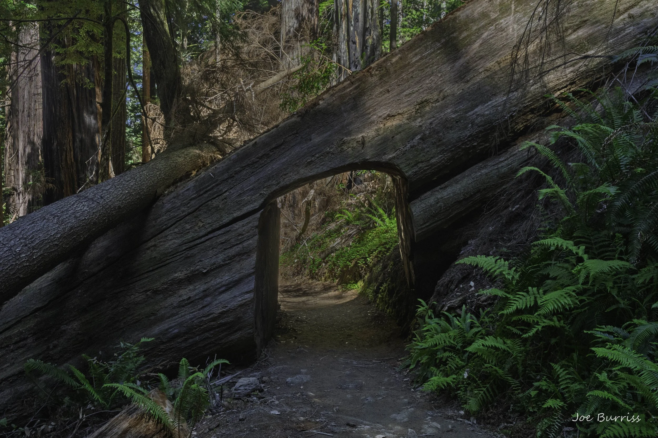 Redwood National and State Parks