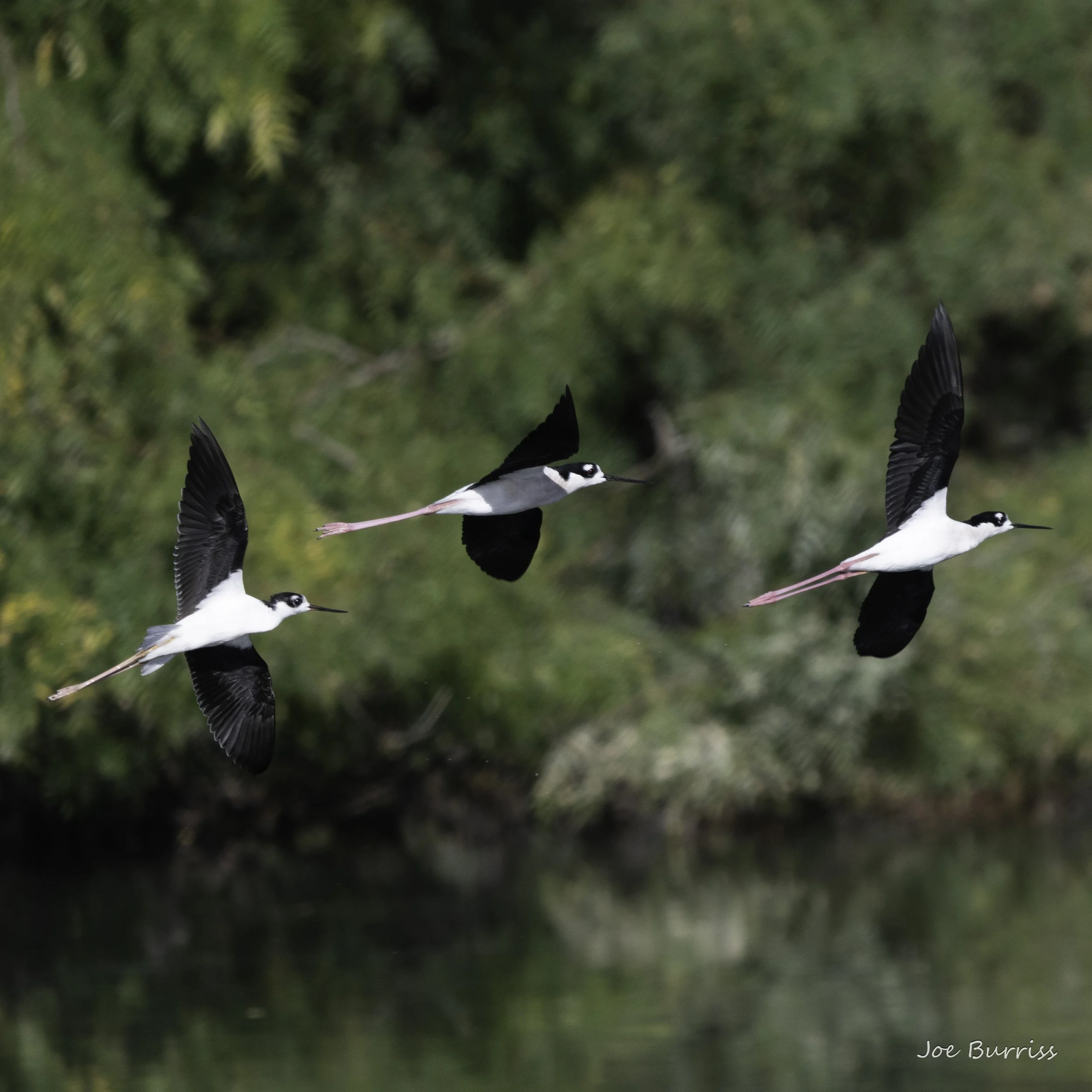 Birds of Phoenix