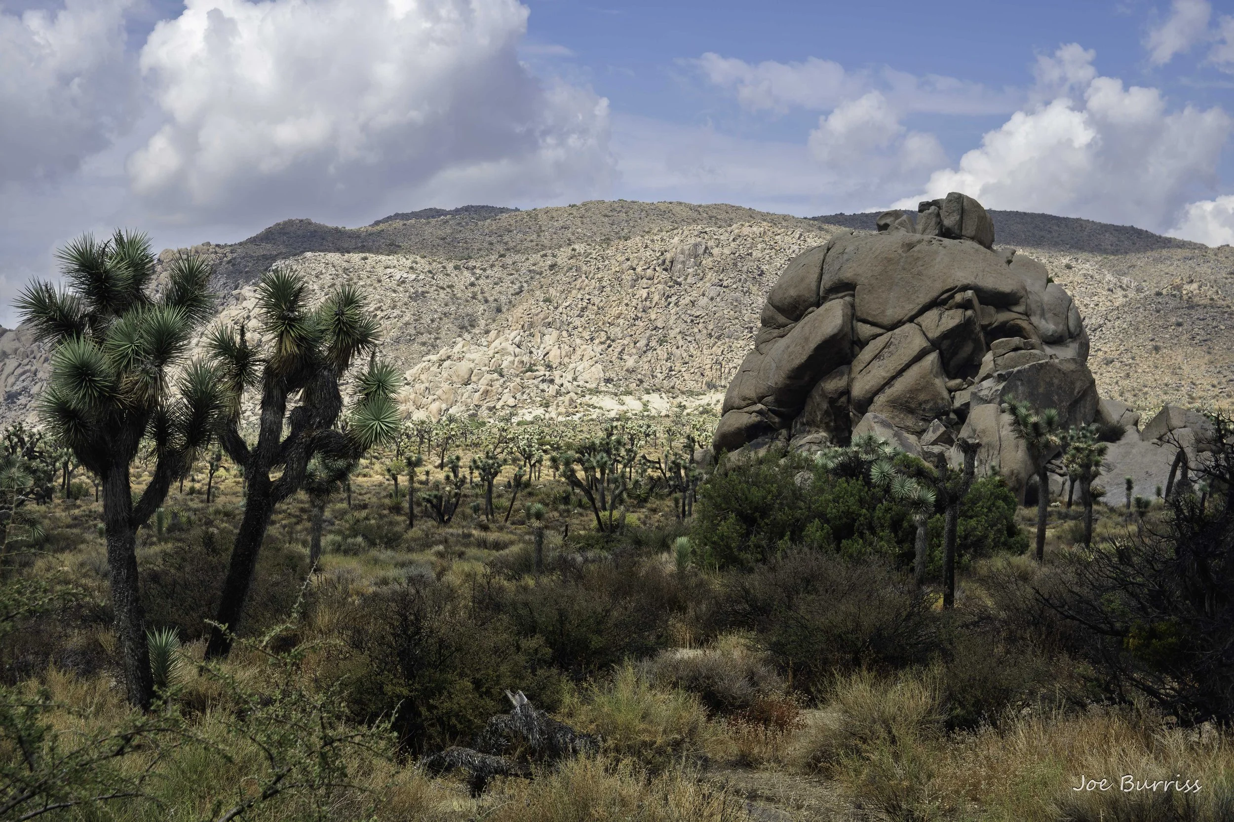 Joshua Tree National Park
