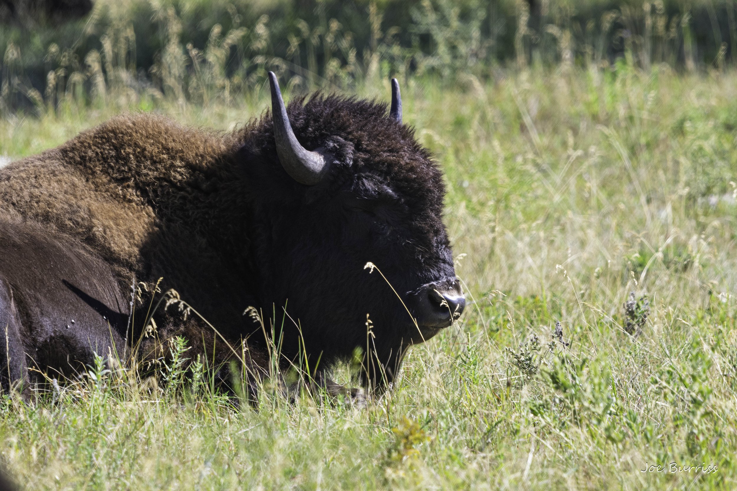 Custer South Dakota