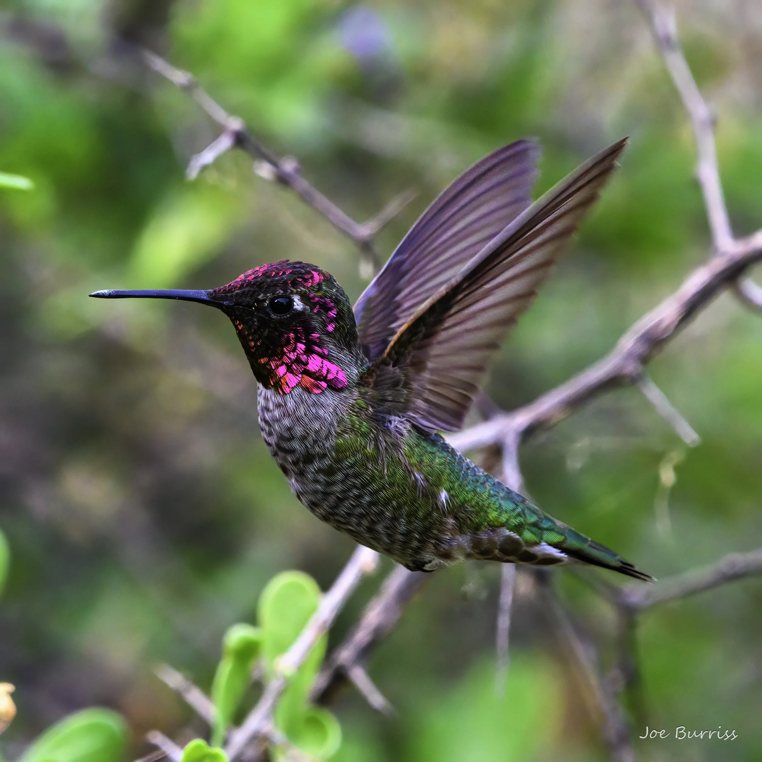 Arizona Birds, Bees, and Butterflies