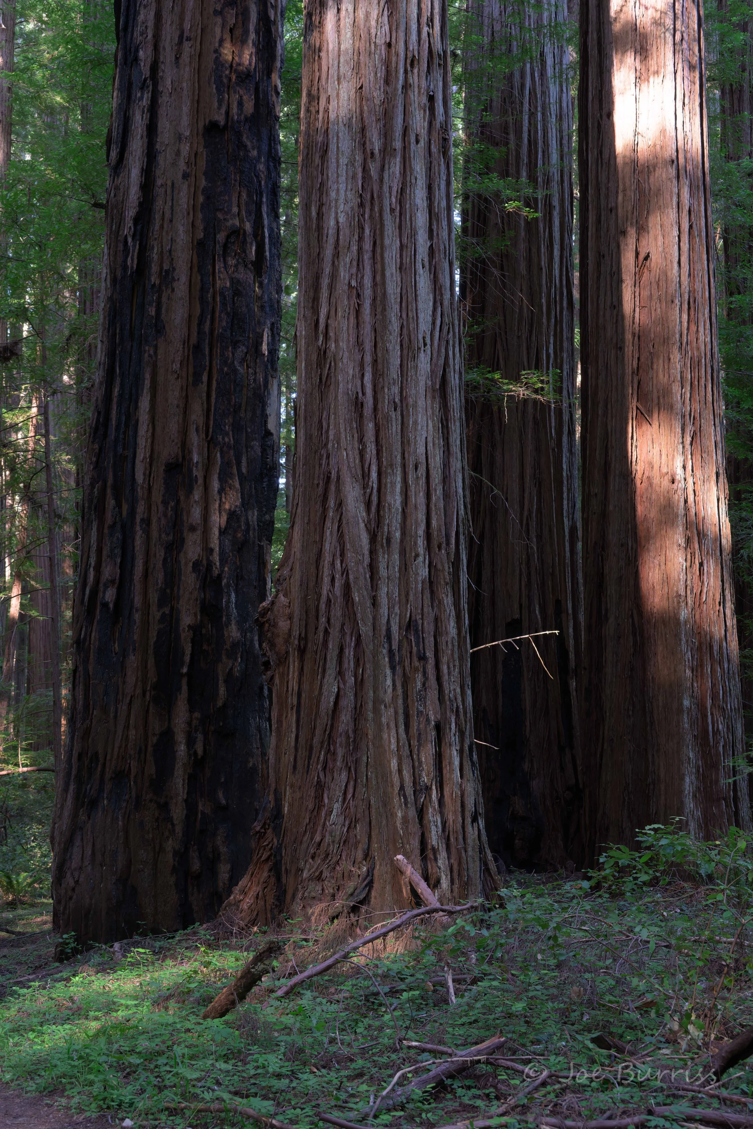 Avenue of the Giants