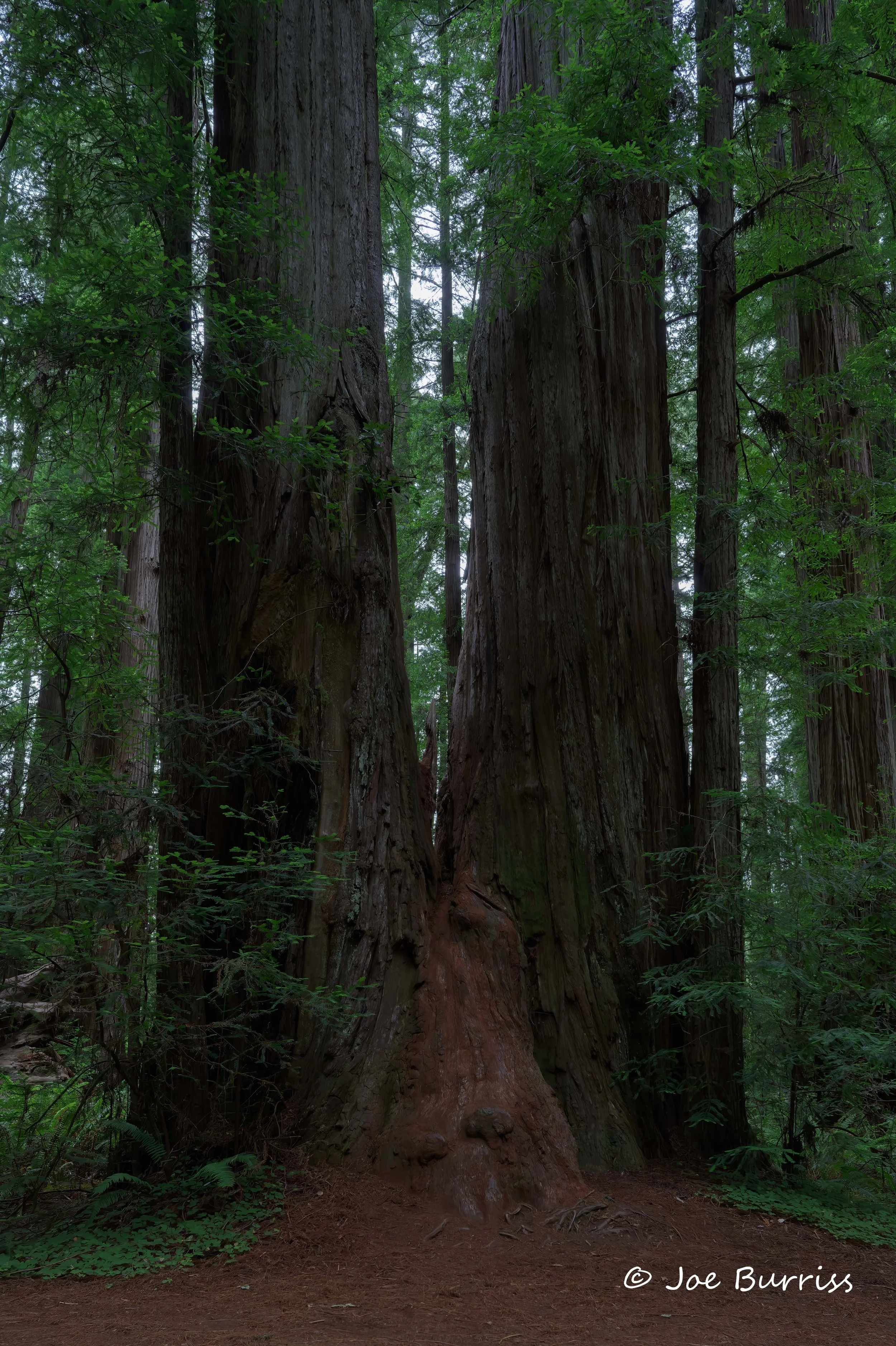 Redwoods - Stout Grove