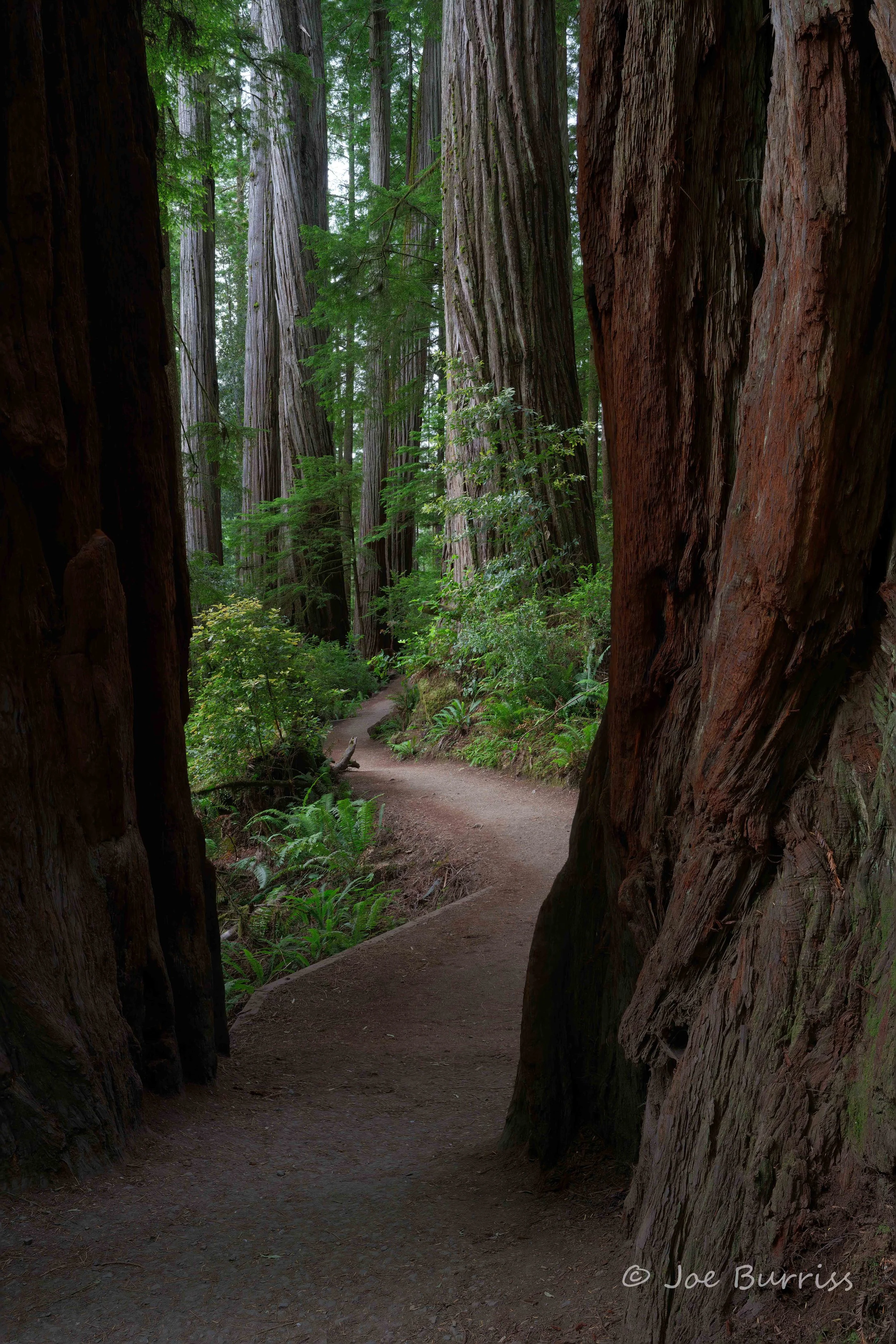 Grove of Titans