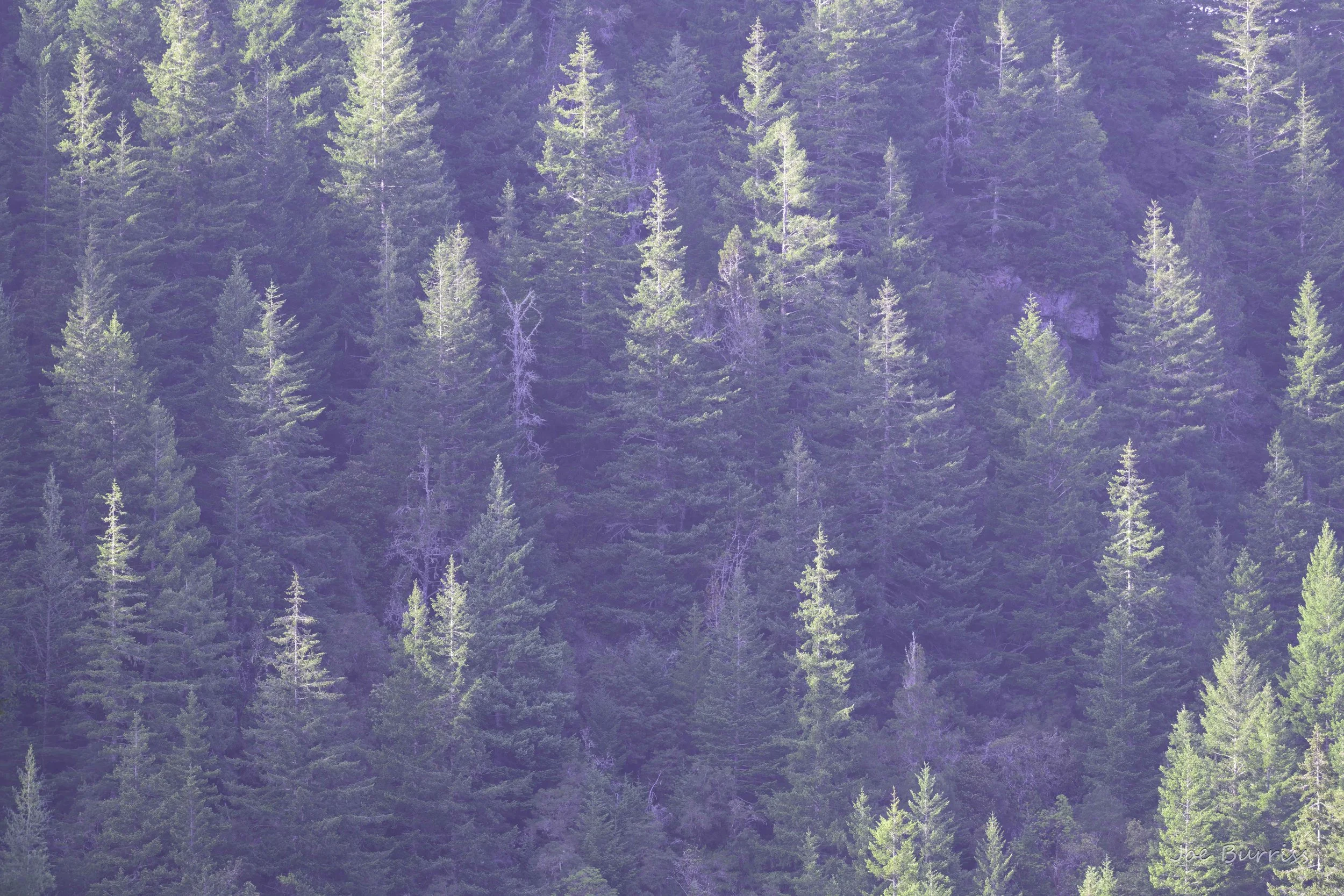 More Redwoods