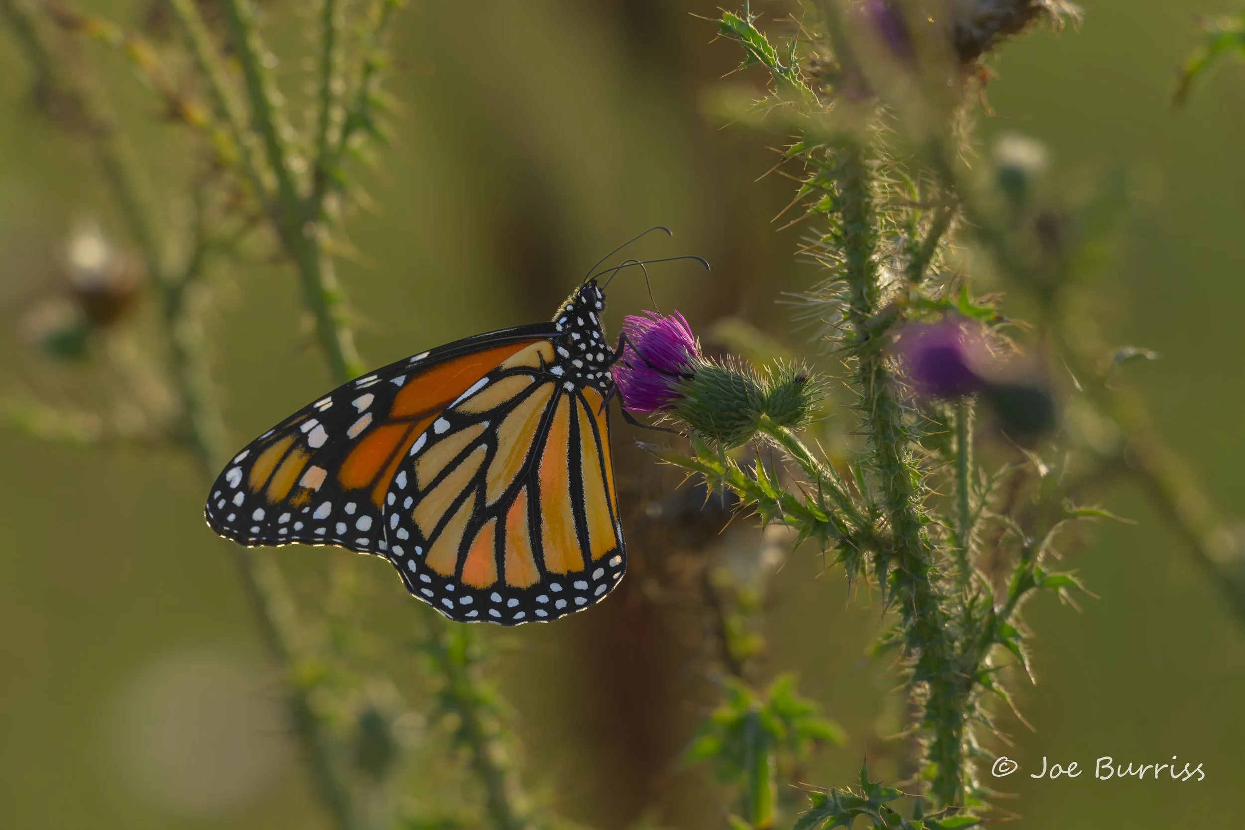 Gulf Fritillary Butterfly