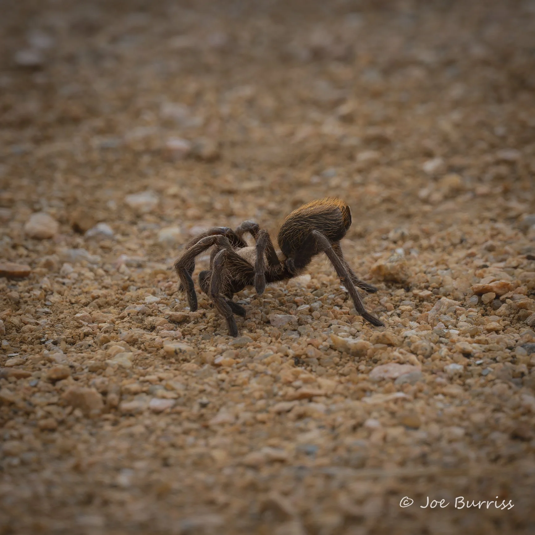 Texas Brown Tarantula