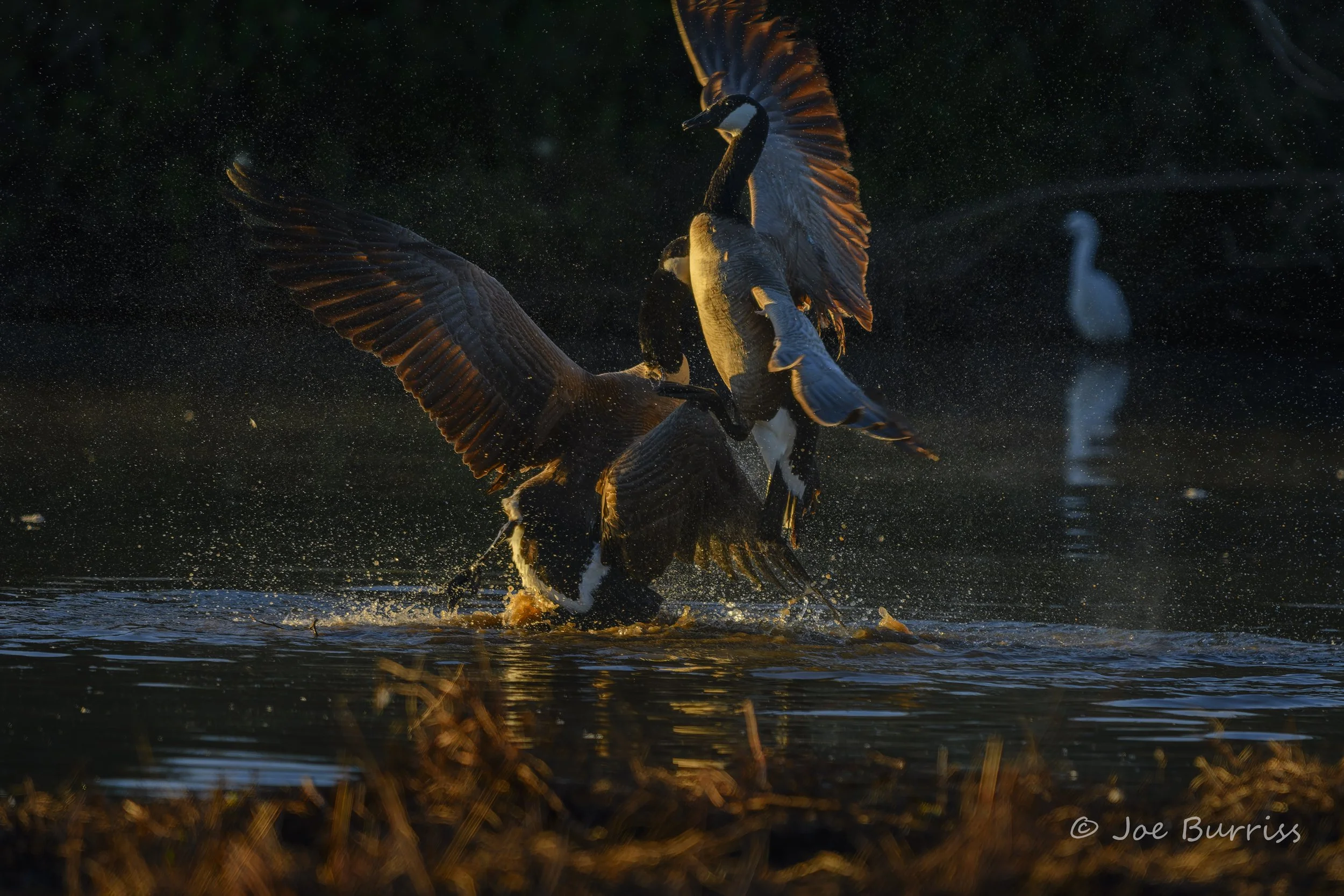 Canadian Goose Disagreement