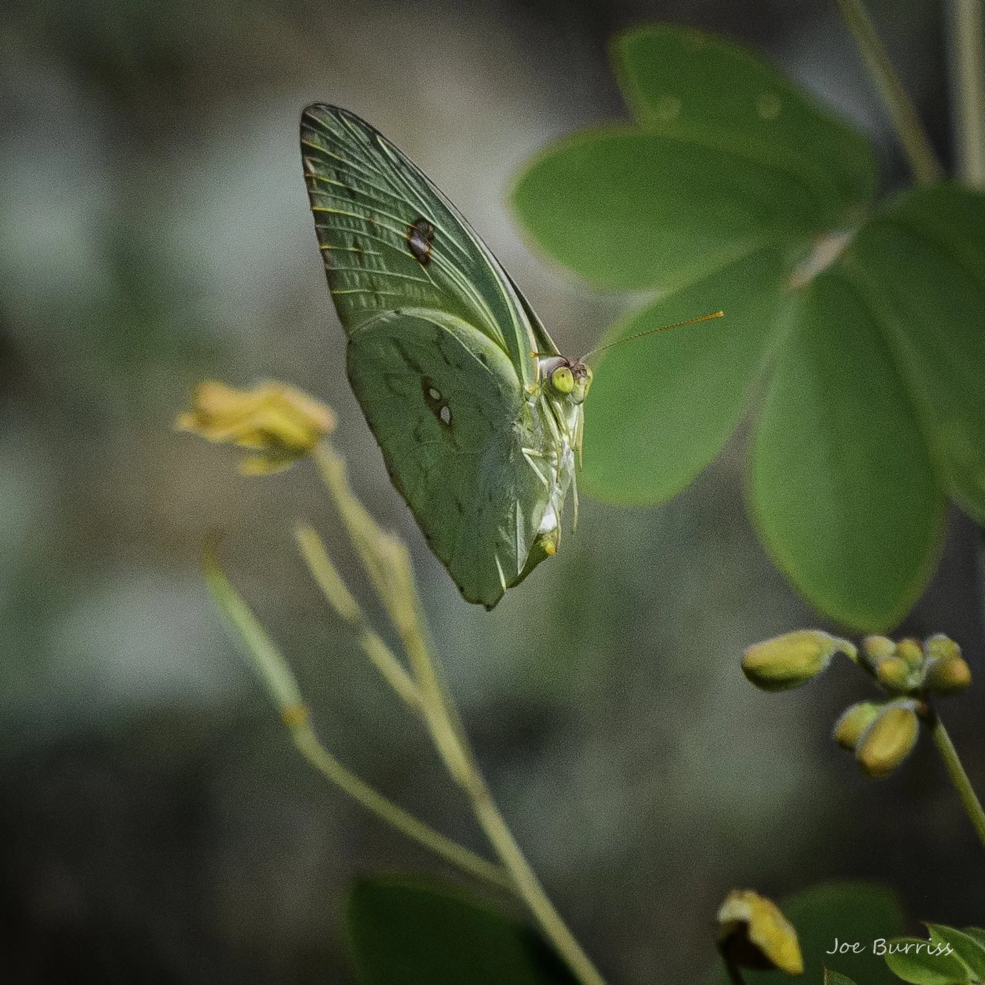 Cloudless Sulfur Butterfly 