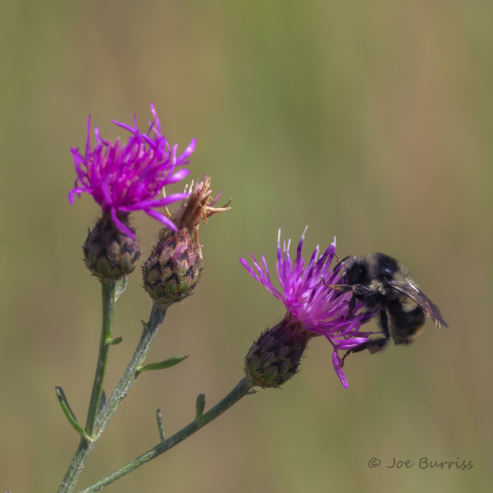 Bumblebee gathering nectar