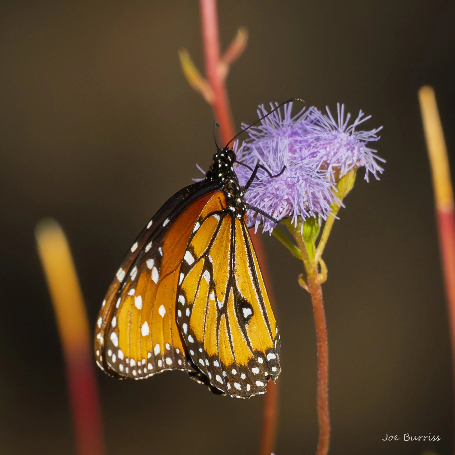 Queen Butterfly-2080.jpg