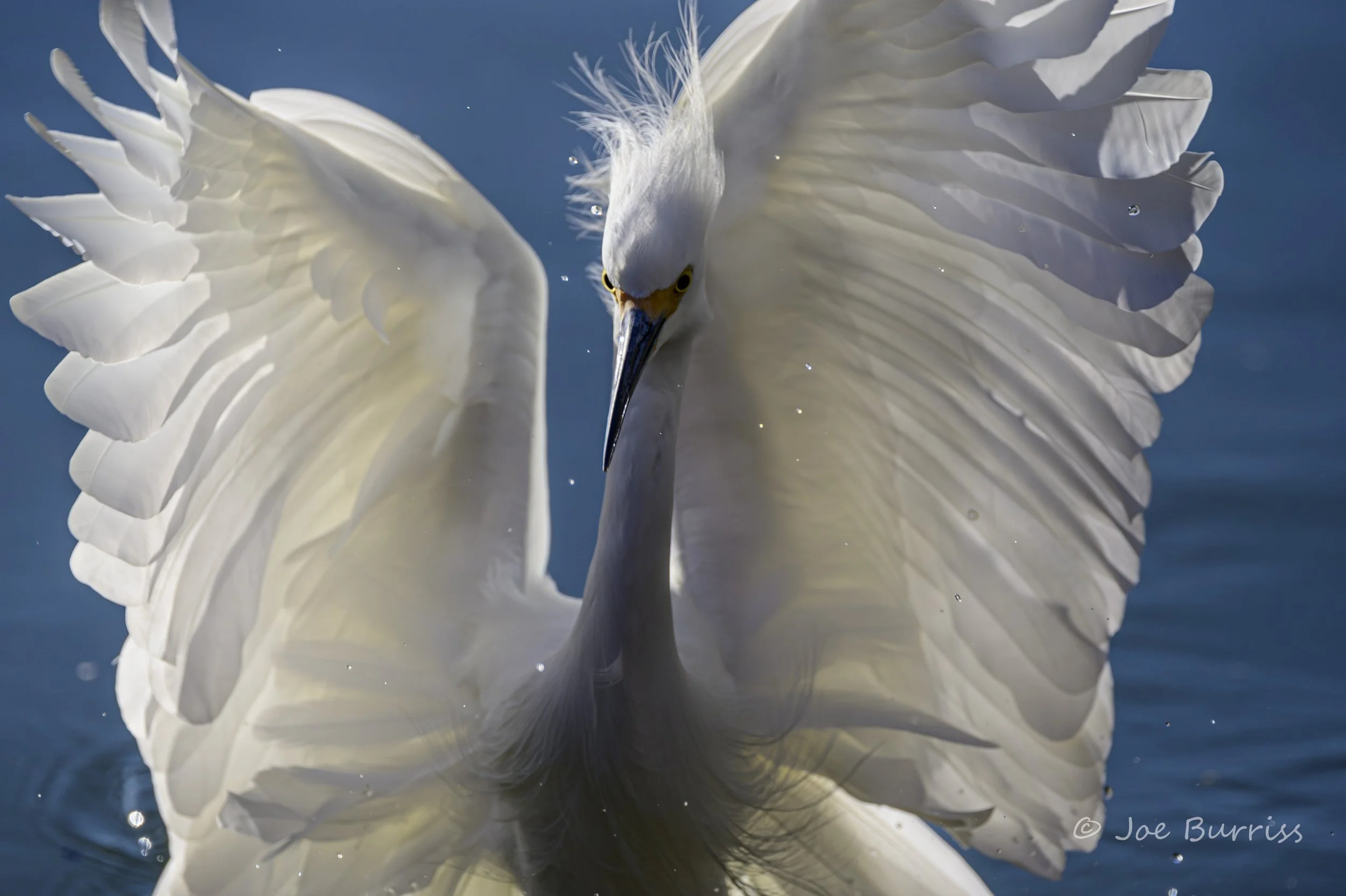 Snowy Egret