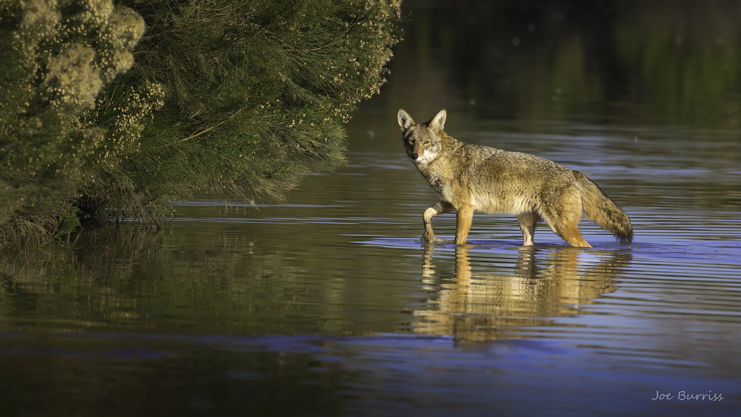 Arizona Riparian Preserve Coyote - 3083-.jpg